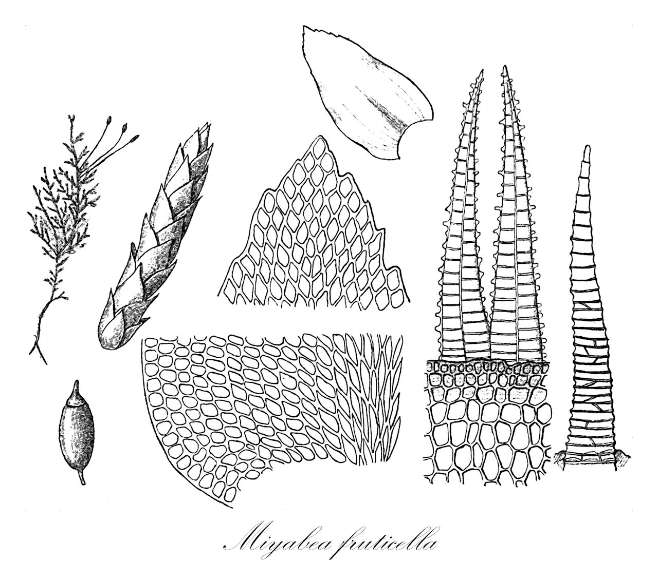 Miyabea fruticella - Miyabeaceae,Plantae,Bryobiotina,Bryophyta,Bryopsida,Bryidae,Hypnanae,Hypnales,Miyabeaceae,Miyabea,Miyabea fruticella,Dusenia fruticella, Forsstroemia fruticella, Forsstroemia leptodontoidea, Lasia fruticella, Miyabea thuidioides, Pterigynandrum sinense