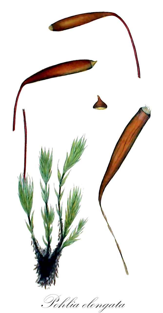 Pohlia elongata - Mniaceae,Plantae,Bryobiotina,Bryophyta,Bryopsida,Bryidae,Bryanae,Bryales,Mniaceae,Pohlia,Pohlia elongata,Brachymenium lineale, Bryum acuminatum var. arcuatum, Bryum acuminatum var. tenellum, Bryum alpinum var. brachycarpum, Bryum alpinum var. macrocarpum, Bryum boissieri, Bryum brachicarpon, Bryum caespiticium var. subsphaerocephalum, Bryum crassicostatum, Bryum curvisetum, Bryum cylindricum, Bryum elongatum, Bryum elongatum var. macrocarpum, Bryum graminifolium, Bryum grammocarpum, Bryum himalayanum, Bryum integridens, Bryum leptoblepharon, Bryum leptodontium, Bryum macrocarpum, Bryum mielichhoferiaceum, Bryum muellerianum, Bryum paucifolium, Bryum polymorphum subsp. brachycarpum, Bryum polymorphum var. affine, Bryum polymorphum var. brachycarpum, Bryum rusbyanum, Bryum spectabile, Bryum trematodonteum, Cecalyphum graminifolium, Lamprophyllum elongatum, Lamprophyllum elongatum var. macrocarpum, Leskea elongata, Mnium elongatum, Mnium pohlia, Pohlia acuminata var. arcuata, Pohlia acuminata var. tenella, Pohlia affinis, Pohlia arcuata, Pohlia berninae, Pohlia brachycarpa, Pohlia ciliifera, Pohlia crassicostata, Pohlia cylindrica, Pohlia cylindrica, Pohlia dimorpha, Pohlia elongata f. breviseta, Pohlia elongata f. bulbifera, Pohlia elongata f. humilis, Pohlia elongata f. umbrosa, Pohlia elongata var. cylindrica, Pohlia elongata var. humilis, Pohlia elongata var. macrocarpa, Pohlia elongata var. pseudolongicalla, Pohlia gracilicarpa, Pohlia gracilis var. pulchella, Pohlia gracilis var. xanthocarpa, Pohlia grammocarpa, Pohlia himalayana, Pohlia integridens, Pohlia leptoblepharon, Pohlia leptocarpa, Pohlia leptodontium, Pohlia leptopoda, Pohlia longicolla var. boissieri, Pohlia mielichhoferiacea, Pohlia minor subsp. berninae, Pohlia minor var. affinis, Pohlia minor var. arcuata, Pohlia minor var. brachycarpa, Pohlia minor var. polyphylla, Pohlia minor var. pulchella, Pohlia minor var. tenella, Pohlia muelleriana, Pohlia novae-seelandiae, Pohlia patens, Pohlia paucifolia, Pohlia pauperata, Pohlia polymorpha subsp. berninae, Pohlia polymorpha var. affinis, Pohlia polymorpha var. arcuata, Pohlia polymorpha var. brachycarpa, Pohlia polymorpha var. patens, Pohlia polymorpha var. tenella, Pohlia polymorpha var. vegeta, Pohlia pulchella, Pohlia rusbyana, Pohlia spectabilis, Pohlia subleptopoda, Pohlia tenella, Pohlia trematodontea, Pohlia vegeta, Pohlia viridis, Pohlia xanthocarpa, Pohlia zacatecana, Webera acuminata var. arcuata, Webera acuminata var. tenella, Webera alpina var. brachycarpa, Webera berninae, Webera ciliifera, Webera crassicostata, Webera cylindrica, Webera elongata, Webera elongata var. bulbifera, Webera elongata var. humilis, Webera elongata var. macrocarpa, Webera elongata var. pseudolongicollis, Webera gracilicarpa, Webera grammocarpa, Webera himalayana, Webera integridens, Webera leptoblepharon, Webera leptocarpa, Webera leptodontium, Webera leptopoda, Webera linealis, Webera longicolla var. boissieri, Webera luisieri, Webera macrocarpa, Webera mielichhoferiacea, Webera muelleriana, Webera novae-seelandiae, Webera paucifolia, Webera pauperata, Webera polymorpha var. affinis, Webera polymorpha var. brachycarpa, Webera rusbyana, Webera spectabilis, Webera subleptopoda, Webera trematodontea, Webera viridis, Webera zacatecana