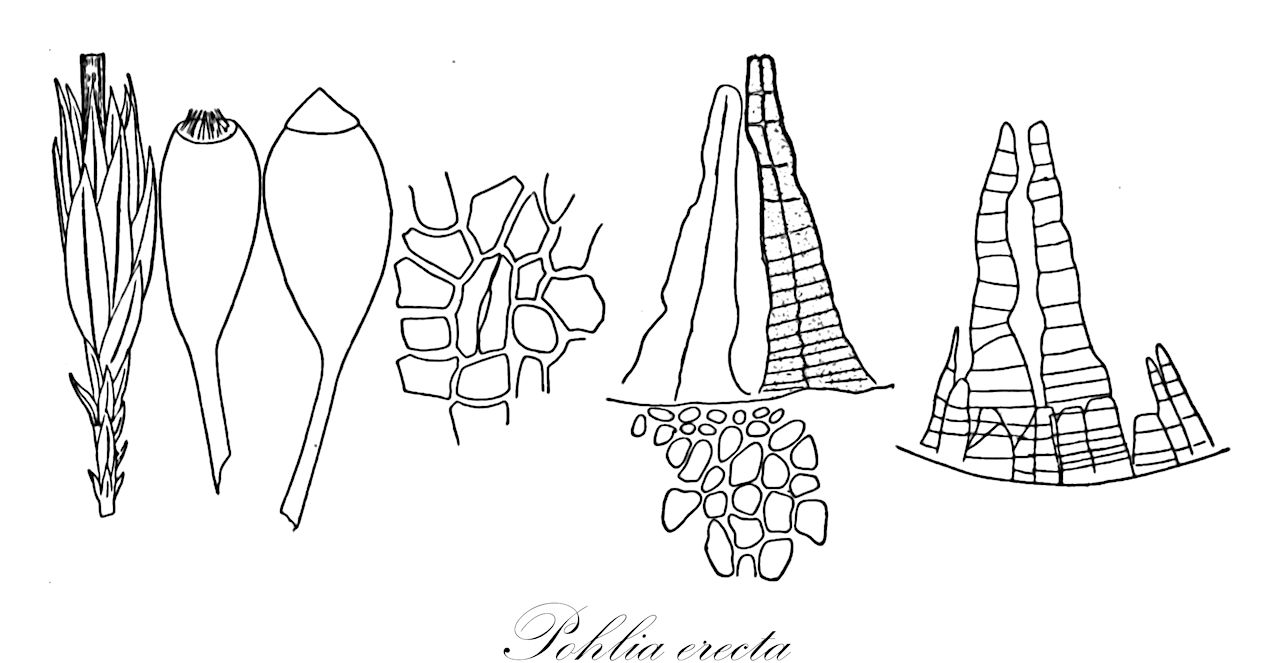 Pohlia erecta - Mniaceae,Plantae,Bryobiotina,Bryophyta,Bryopsida,Bryidae,Bryanae,Bryales,Mniaceae,Pohlia,Pohlia erecta,Mielichhoferia defecta, Mielichhoferia erecta, Oreas erecta, Pohlia defecta, Webera erecta