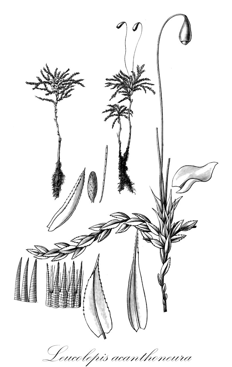 Leucolepis acanthoneura - Mniaceae,Plantae,Bryobiotina,Bryophyta,Bryopsida,Bryidae,Bryanae,Bryales,Mniaceae,Leucolepis,Leucolepis acanthoneura,Bryum menziesii, Hypnum acanthoneuron, Leucolepis menziesii, Mnium acanthoneuron, Mnium menziesii, Rhizogonium acanthoneuron, Rhizogonium menziesii