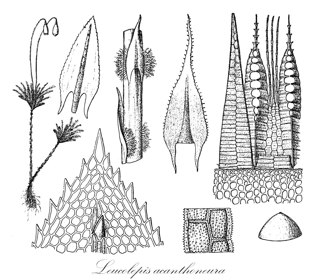 Leucolepis acanthoneura - Mniaceae,Plantae,Bryobiotina,Bryophyta,Bryopsida,Bryidae,Bryanae,Bryales,Mniaceae,Leucolepis,Leucolepis acanthoneura,Bryum menziesii, Hypnum acanthoneuron, Leucolepis menziesii, Mnium acanthoneuron, Mnium menziesii, Rhizogonium acanthoneuron, Rhizogonium menziesii