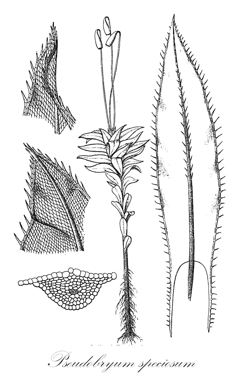 Pseudobryum speciosum - Mniaceae,Plantae,Bryobiotina,Bryophyta,Bryopsida,Bryidae,Bryanae,Bryales,Mniaceae,Pseudobryum,Pseudobryum speciosum,Mnium speciossimum, Mnium speciosum, Plagiomnium speciosum