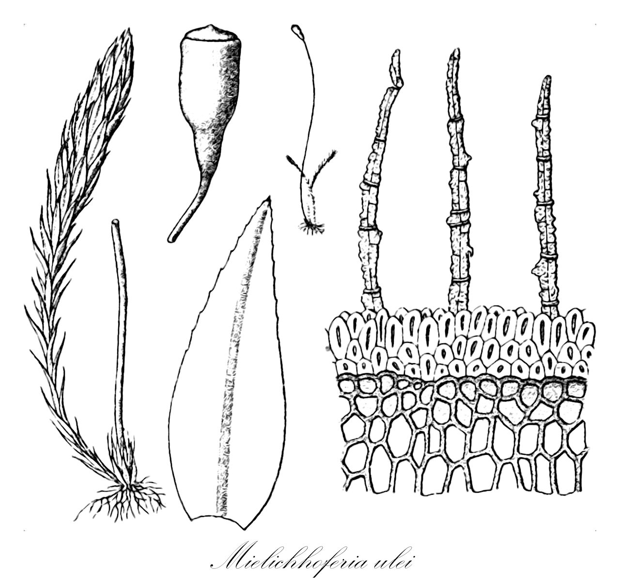 Mielichhoferia ulei - Mniaceae,Plantae,Bryobiotina,Bryophyta,Bryopsida,Bryidae,Bryanae,Bryales,Mniaceae,Mielichhoferia,Mielichhoferia ulei