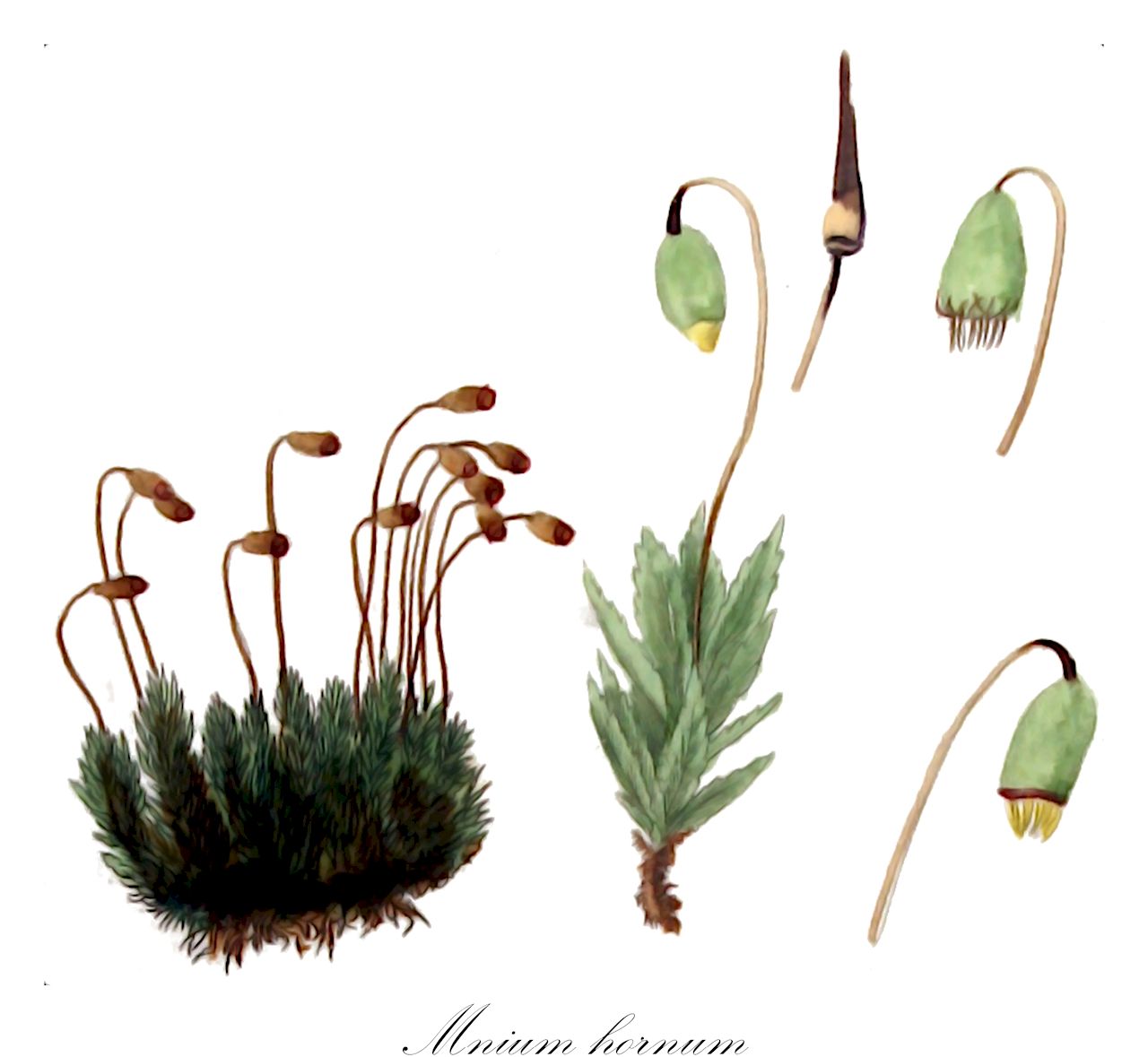 Mnium hornum - Mniaceae,Plantae,Bryobiotina,Bryophyta,Bryopsida,Bryidae,Bryanae,Bryales,Mniaceae,Mnium,Mnium hornum,Astrophyllum hornum, Bryum hornum, Bryum stellatum, Hypnum hornum, Mnium hornum var. rivulare, Mnium hornum var. schultzii, Mnium hornum var. sublaeve, Mnium integrifolium, Polla horna