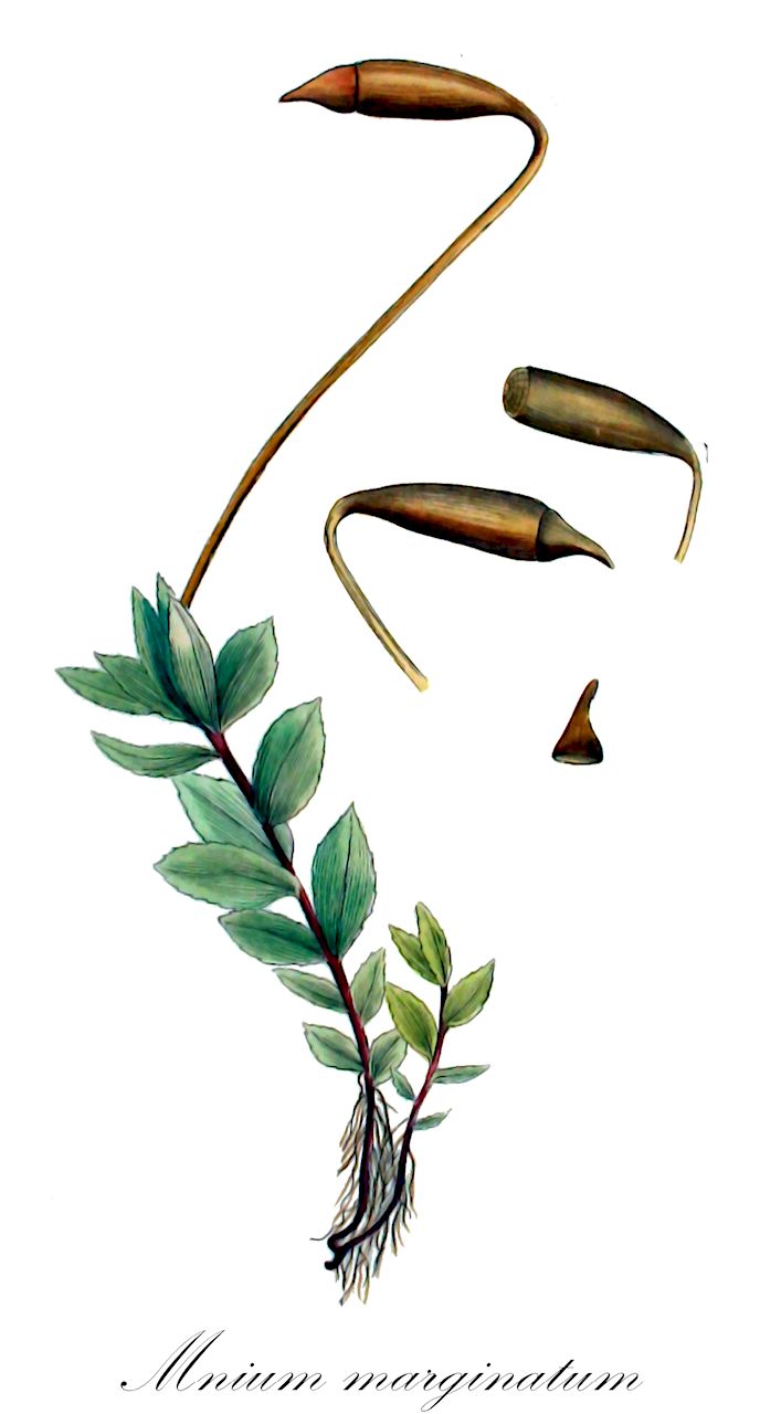 Mnium marginatum - Mniaceae,Plantae,Bryobiotina,Bryophyta,Bryopsida,Bryidae,Bryanae,Bryales,Mniaceae,Mnium,Mnium marginatum,Astrophyllum magnirete, Astrophyllum marginatum, Astrophyllum orthorhynchum var. riparium, Astrophyllum riparium, Bryum marginatum, Bryum pensylvanicum, Bryum serratum, Bryum serratum var. pensylvanicum, Hypnum marginatum, Hypnum serratum, Mnium adnivense, Mnium distantifolium, Mnium fillionii, Mnium loeskeanum, Mnium magnirete, Mnium magnirete var. polymorphum, Mnium marginatum var. apiculatum, Mnium marginatum var. aristatum, Mnium marginatum var. fillionii, Mnium marginatum var. integrifolium, Mnium marginatum var. loeskeanum, Mnium marginatum var. riparium, Mnium niagarae, Mnium orthorhynchum var. riparium, Mnium pensylvanicum, Mnium riparium, Mnium riparium f. subuniserratum, Mnium serratum, Mnium serratum var. apiculatum, Mnium serratum var. fillionii, Mnium serratum var. integrifolium, Mnium serratum var. obscurum, Mnium serratum var. tenerius, Mnium stellare var. obscurum, Polla magniretis, Polla riparia, Polla serrata, Polla serrata var. pensylvanica