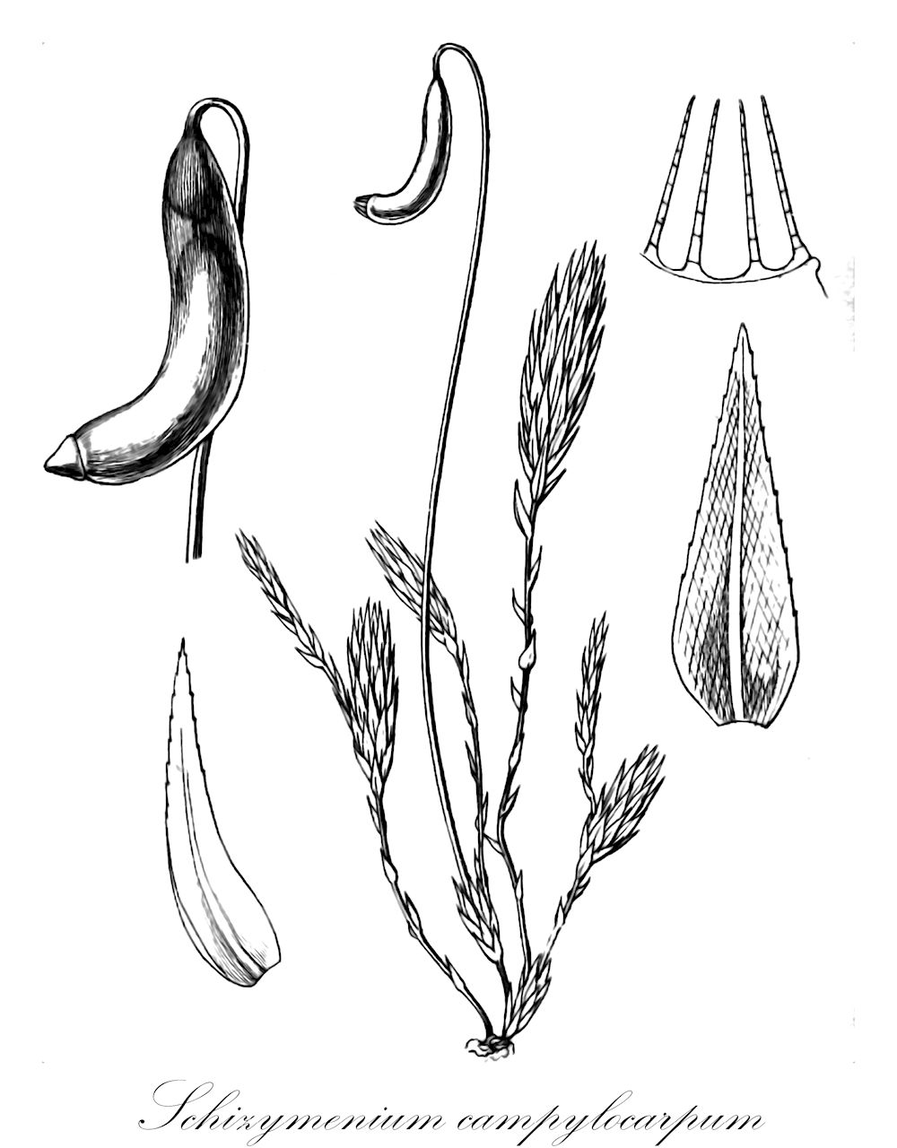 Schizymenium campylocarpum - Mniaceae,Plantae,Bryobiotina,Bryophyta,Bryopsida,Bryidae,Bryanae,Bryales,Mniaceae,Schizymenium,Schizymenium campylocarpum,Mielichhoferia campylocarpa, Mielichhoferia campylotheca, Mielichhoferia clavitheca, Mielichhoferia kerguelensis, Mielichhoferia laxiretis, Mielichhoferia minutifolia, Mielichhoferia praticola, Mielichhoferia spegazzinii, Mielichhoferia subcampylocarpa, Weissia campylocarpa