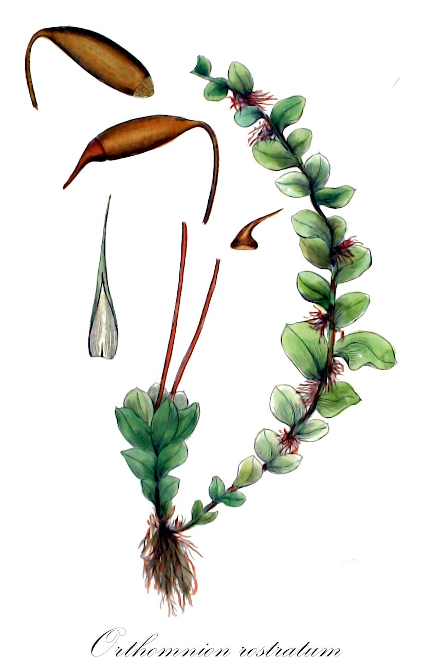 Orthomnion rostratum - Mniaceae,Plantae,Bryobiotina,Bryophyta,Bryopsida,Bryidae,Bryanae,Bryales,Mniaceae,Orthomnion,Orthomnion rostratum,Astrophyllum rostratum, Bryum longirostre, Bryum rostratum, Hypnum ellipticum, Hypnum rostratum, Mnium longirostrum, Mnium longirostrum f. elatum, Mnium longirostrum var. integrifolium, Mnium rostratum, Mnium rostratum f. integrifolium, Mnium rostratum f. subintegrum, Mnium rostratum var. elatum, Mnium rostratum var. integerrimum, Mnium rostratum var. integrifolium, Mnium rostratum var. integrifolium, Mnium rostratum var. subintegrum, Mnium serpyllifolium var. rostratum, Plagiomnium rostratum, Polla rostrata