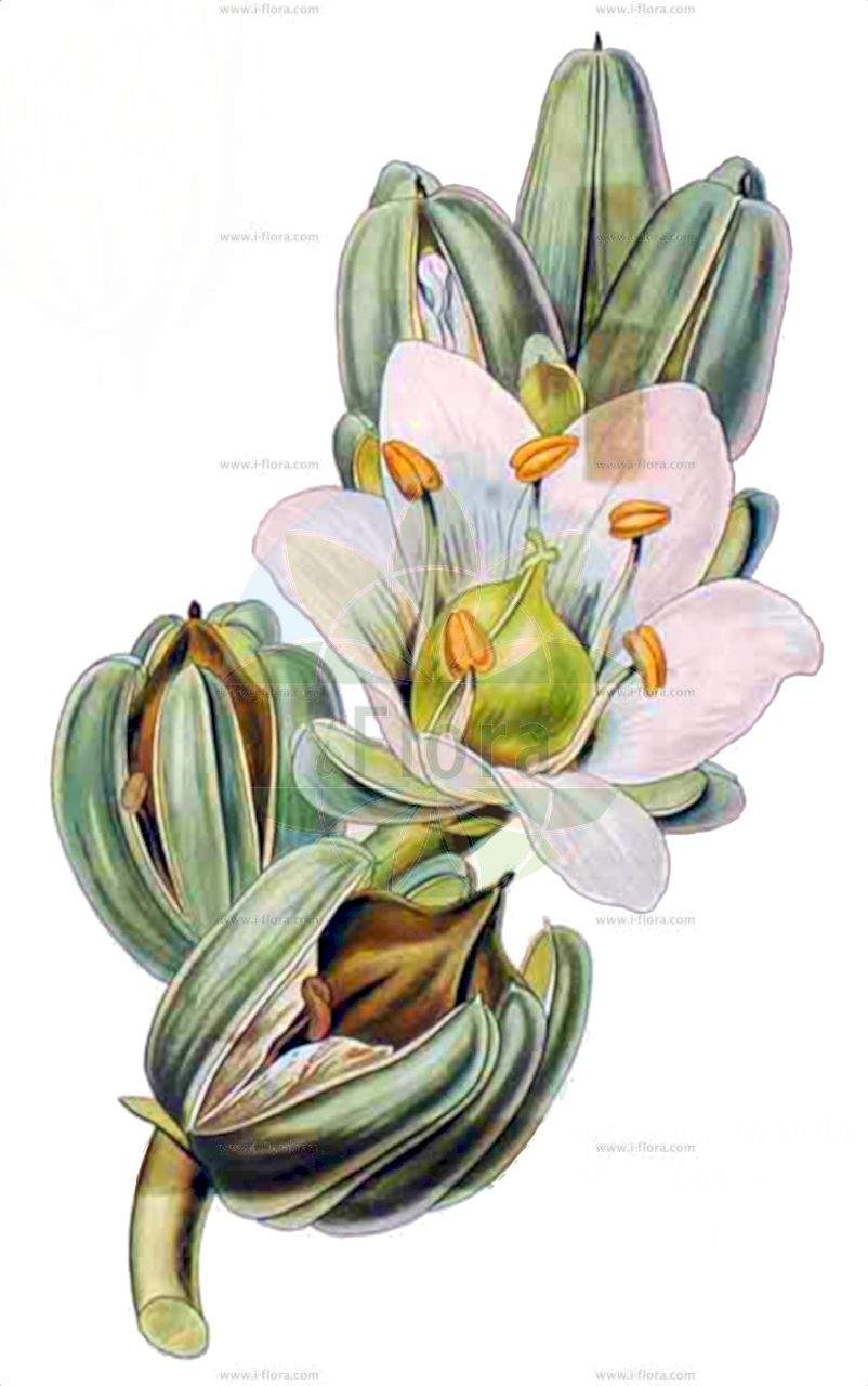 Telephium imperati - Molluginaceae,Plantae,Pteridobiotina,Angiosperms,Caryophyllales,Molluginaceae,Telephium,Telephium imperati,Imperato-Telephie;Zierspark;Téléphium d'Imperato;estrella rastrera;Telefio d'Imperato;телефиум восточный;zulzula;telefi;telefi rastrer;telefyon chermoni;טֵלֶפְיוֹן חֶרְמוֹנִי