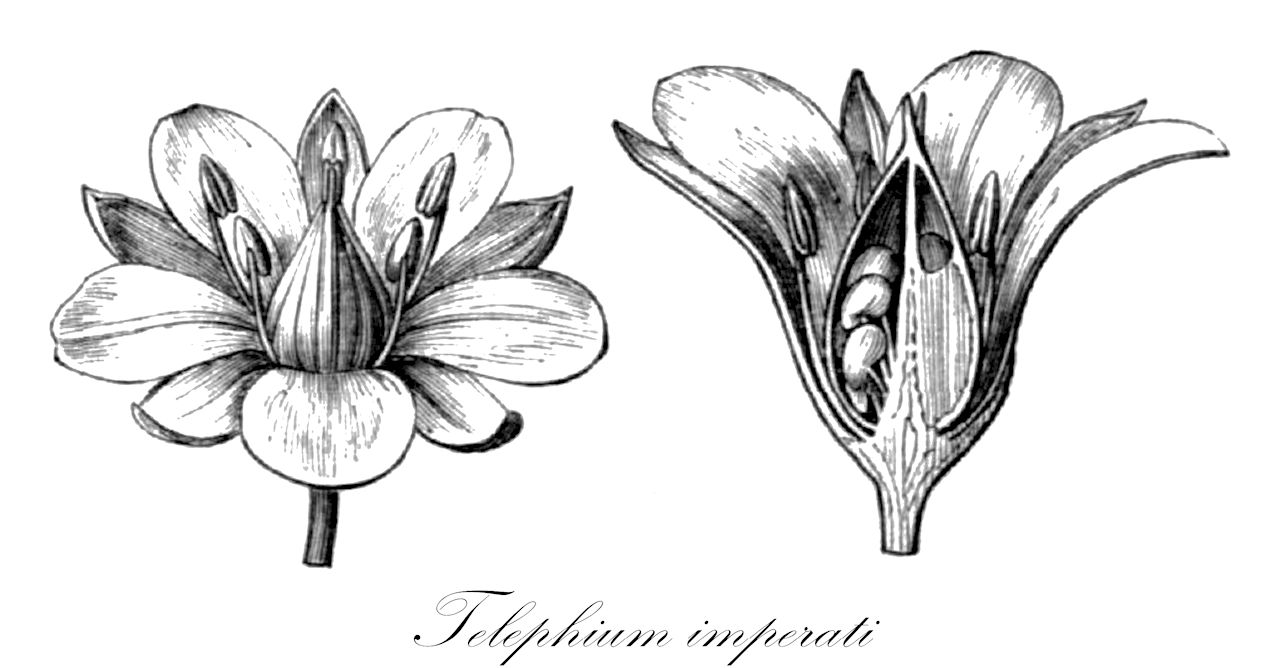 Telephium imperati - Molluginaceae,Plantae,Pteridobiotina,Angiosperms,Caryophyllales,Molluginaceae,Telephium,Telephium imperati,Imperato-Telephie;Zierspark;Téléphium d'Imperato;estrella rastrera;Telefio d'Imperato;телефиум восточный;zulzula;telefi;telefi rastrer;telefyon chermoni;טֵלֶפְיוֹן חֶרְמוֹנִי