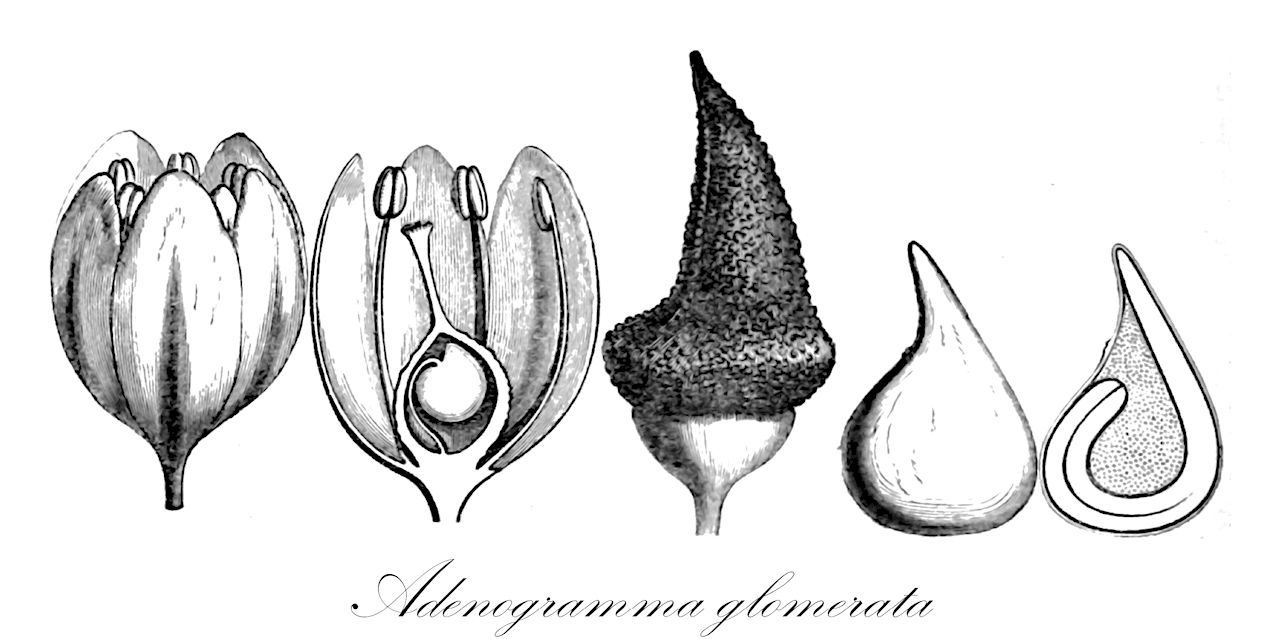 Adenogramma glomerata - Molluginaceae,Plantae,Pteridobiotina,Angiosperms,Caryophyllales,Molluginaceae,Adenogramma,Adenogramma glomerata,Adenogramma galioides