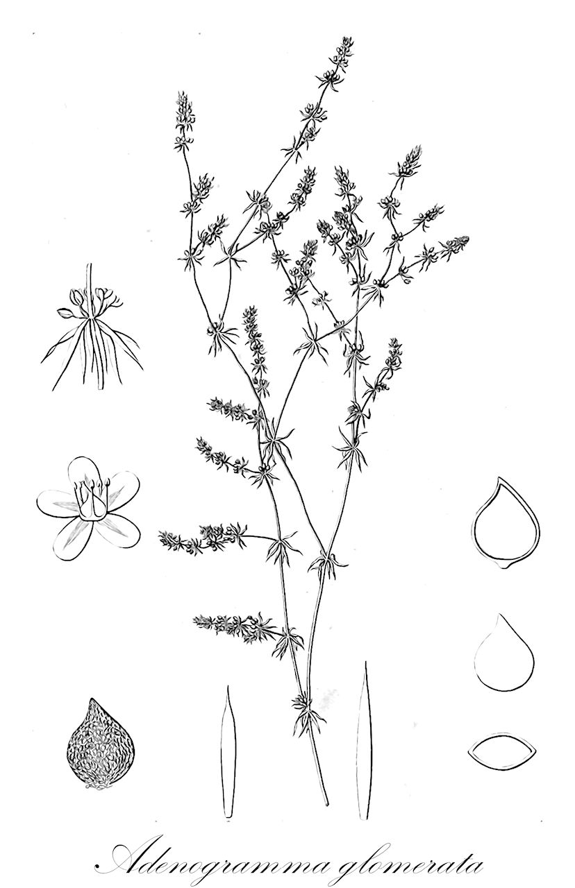 Adenogramma glomerata - Molluginaceae,Plantae,Pteridobiotina,Angiosperms,Caryophyllales,Molluginaceae,Adenogramma,Adenogramma glomerata,Adenogramma galioides