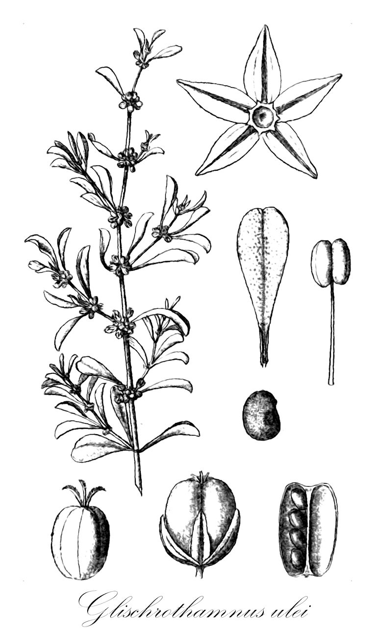 Glischrothamnus ulei - Molluginaceae,Plantae,Pteridobiotina,Angiosperms,Caryophyllales,Molluginaceae,Glischrothamnus,Glischrothamnus ulei
