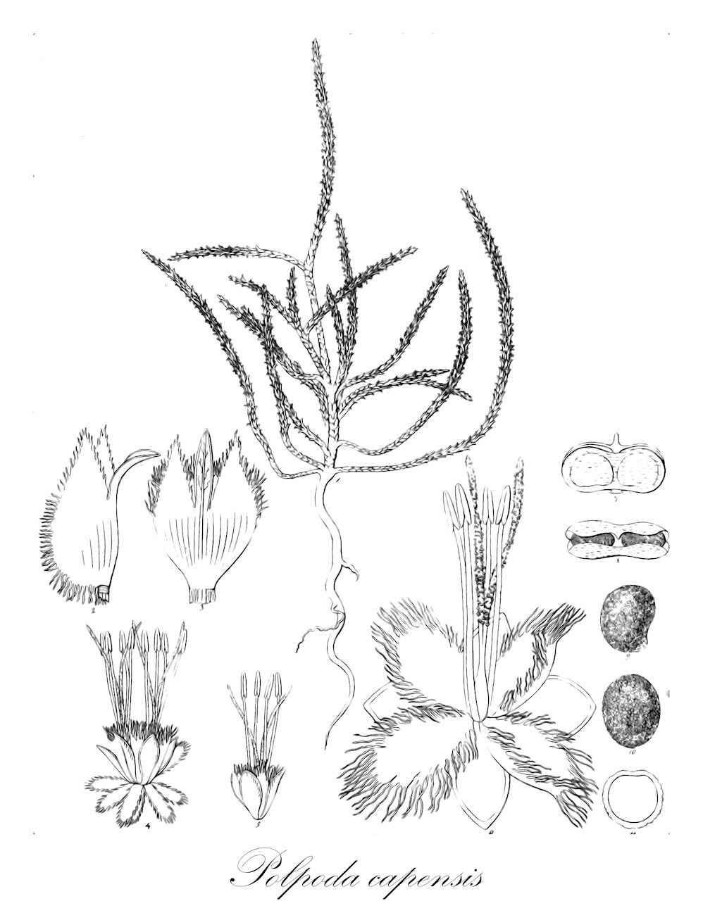 Polpoda capensis - Molluginaceae,Plantae,Pteridobiotina,Angiosperms,Caryophyllales,Molluginaceae,Polpoda,Polpoda capensis,Blepharolepis eckloniana, Blepharolepis zeyheriana, Camphorosma paleacea, Monetia paleacea