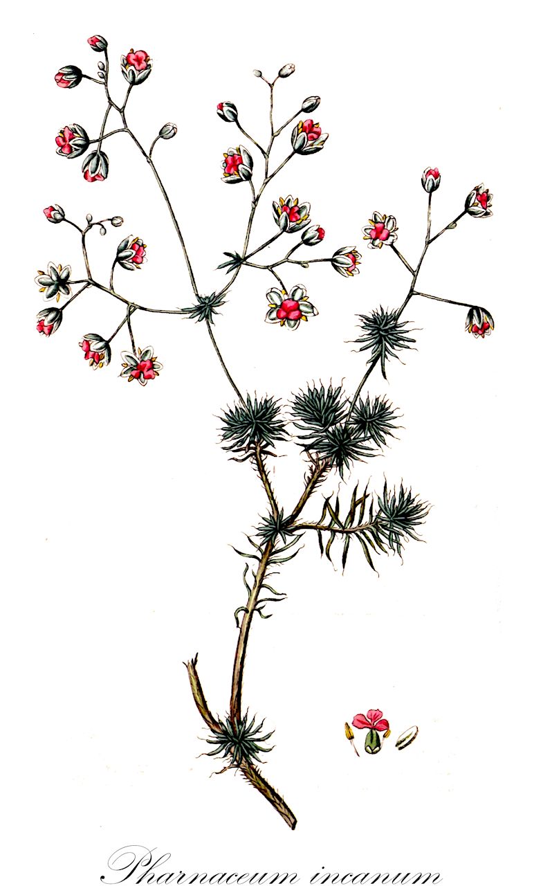 Pharnaceum incanum - Molluginaceae,Plantae,Pteridobiotina,Angiosperms,Caryophyllales,Molluginaceae,Pharnaceum,Pharnaceum incanum