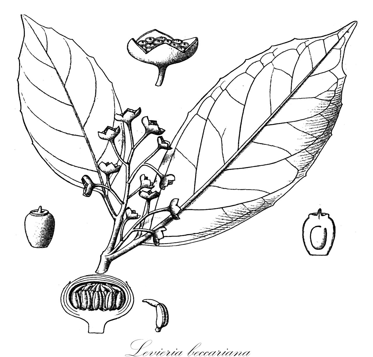 Levieria beccariana - Monimiaceae,Plantae,Pteridobiotina,Angiosperms,Laurales,Monimiaceae,Levieria,Levieria beccariana,Levieria forbesii