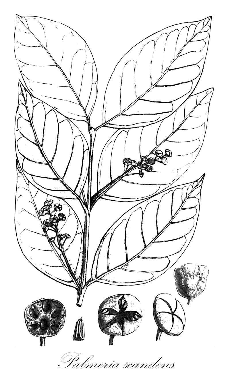 Palmeria scandens - Monimiaceae,Plantae,Pteridobiotina,Angiosperms,Laurales,Monimiaceae,Palmeria,Palmeria scandens,Palmeria scandens var. typica