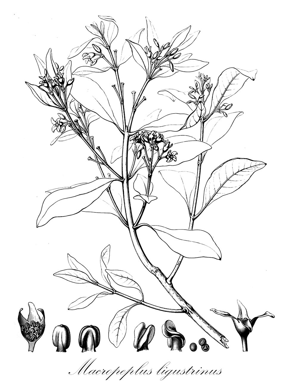 Macropeplus ligustrinus - Monimiaceae,Plantae,Pteridobiotina,Angiosperms,Laurales,Monimiaceae,Macropeplus,Macropeplus ligustrinus,Macropeplus ligustrinus var. grandiflora, Macropeplus ligustrinus var. pohlii, Macropeplus ligustrinus var. pyrenea, Macropeplus ligustrinus var. rhomboidea, Macropeplus ligustrinus var. typica, Macropeplus ligustrinus var. xylophylla, Mollinedia ligustrina, Mollinedia ligustrina var. dentata, Mollinedia ligustrina var. friburgensis, Mollinedia ligustrina var. grandiflora, Mollinedia ligustrina var. oxyphylla, Mollinedia pyrenea