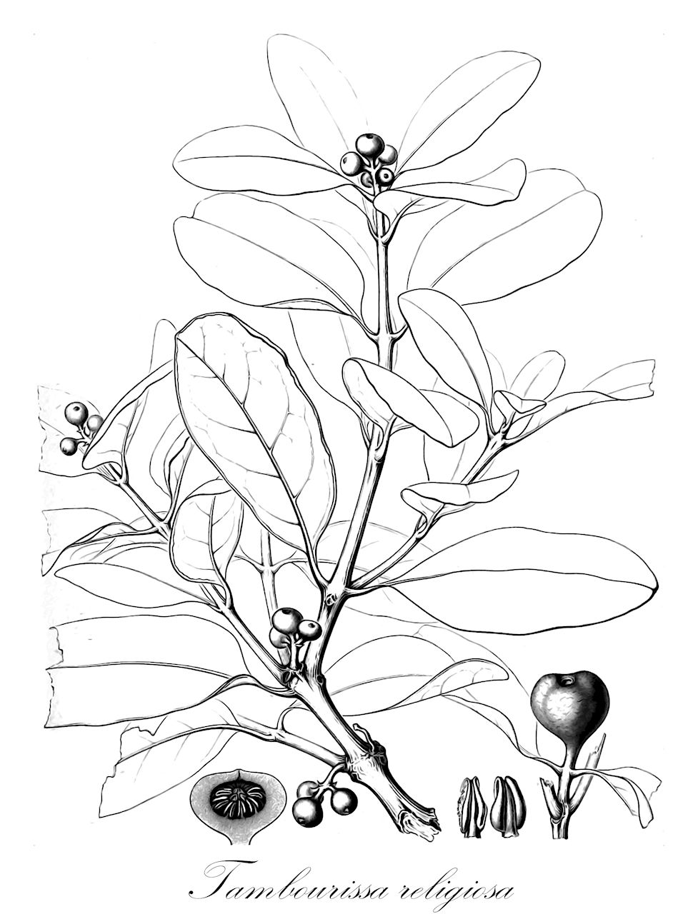 Tambourissa religiosa - Monimiaceae,Plantae,Pteridobiotina,Angiosperms,Laurales,Monimiaceae,Tambourissa,Tambourissa religiosa,Ambora religiosa