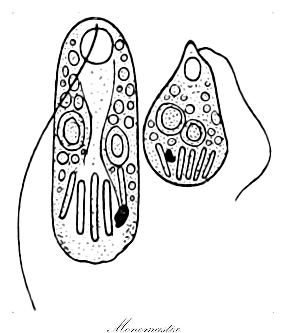 Monomastix - Chlorophyta,Biota,Plantae,Chlorophyta,Prasinophytina,Mamiellophyceae,Monomastigales,Monomastigaceae,Monomastix