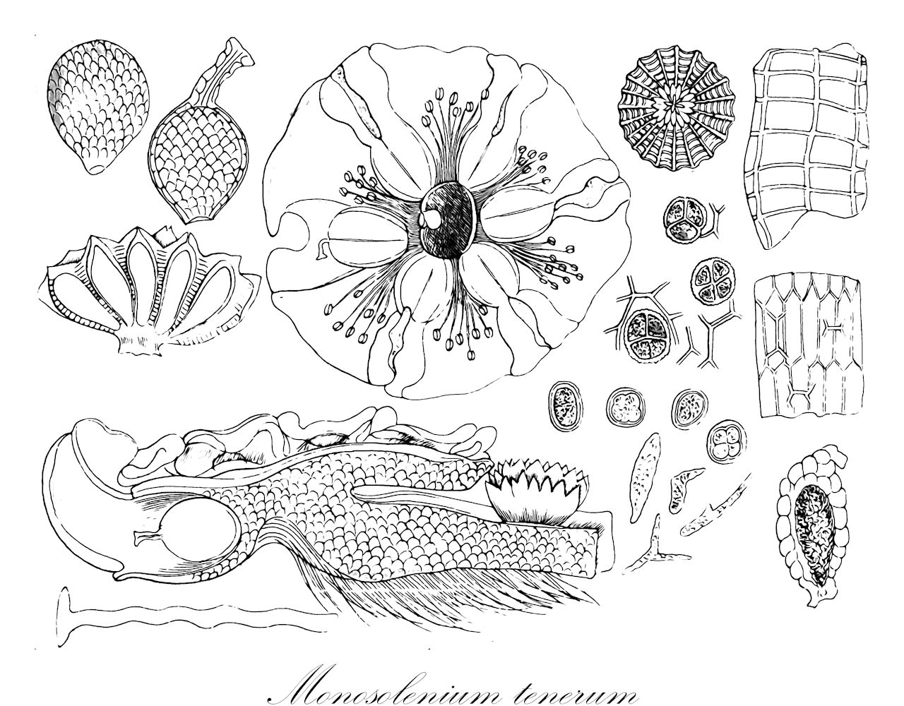 Monosolenium tenerum - Monosoleniaceae,Plantae,Bryobiotina,Marchantiophyta,Marchantiopsida,Marchantiidae,Marchantiales,Monosoleniaceae,Monosolenium,Monosolenium tenerum,Dumortieropsis liukiuensis