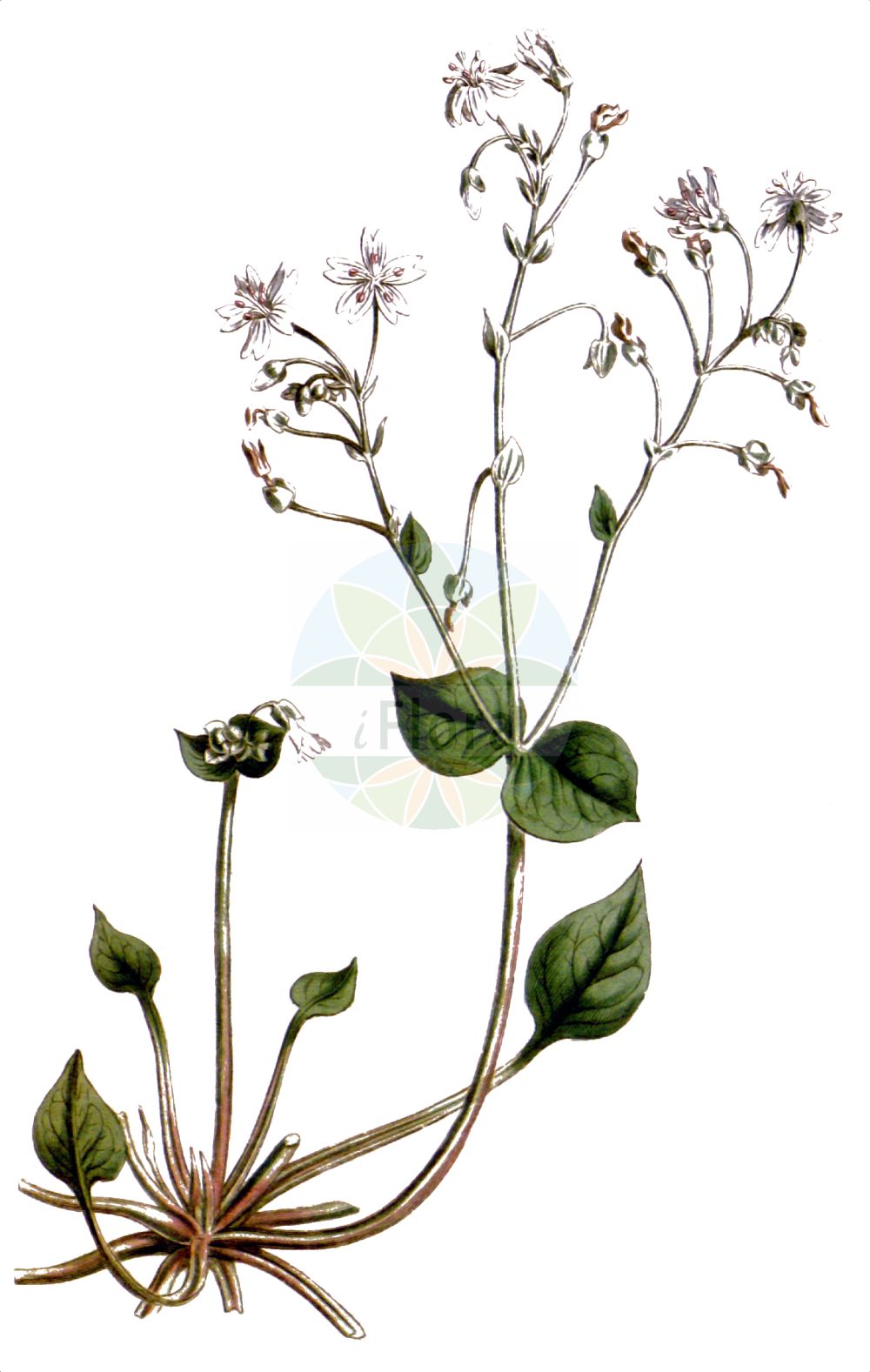 Claytonia sibirica - Montiaceae,Plantae,Pteridobiotina,Angiosperms,Caryophyllales,Montiaceae,Claytonia,Claytonia sibirica,Claytonia alsinoides, Claytonia alsinoides var. rosea, Claytonia assarifolia, Claytonia bifida, Claytonia bulbifera, Claytonia sibirica f. albiflora, Claytonia sibirica var. minor, Claytonia sibirica var. sibirica, Claytonia unalaschkensis, Claytonia unalaschkensis var. heterophylla, Limnia alsinoides, Limnia bulbifera, Limnia sibirica, Montia bulbifera, Montia sibirica, Montia sibirica var. bulbifera, Montia sibirica var. heterophylla,Sibirische Claytonie;pink purslane;candy flower;roze winterpostelein;клайтония сибирская;vårsköna;sibirisk vinterportulak;porcsin;batolka ptačincolistá;batolka ptačincovitá;сибирска монция;sibirportulakk;alaskankleitonia;rósagrýta