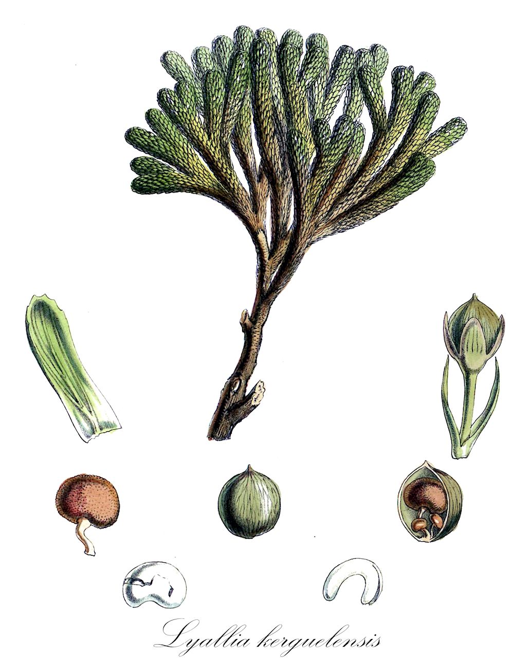 Lyallia kerguelensis - Montiaceae,Plantae,Pteridobiotina,Angiosperms,Caryophyllales,Montiaceae,Lyallia,Lyallia kerguelensis