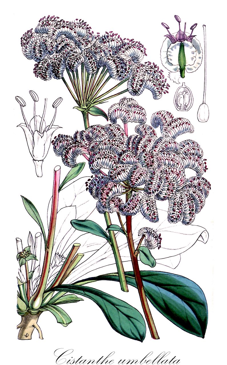 Cistanthe umbellata - Montiaceae,Plantae,Pteridobiotina,Angiosperms,Caryophyllales,Montiaceae,Cistanthe,Cistanthe umbellata,Calyptridium umbellatum, Calyptridium umbellatum var. caudiciferum, Cistanthe umbellata var. caudicifera, Cistanthe umbellata var. umbellata, Spraguea umbellata, Spraguea umbellata var. caudicifera