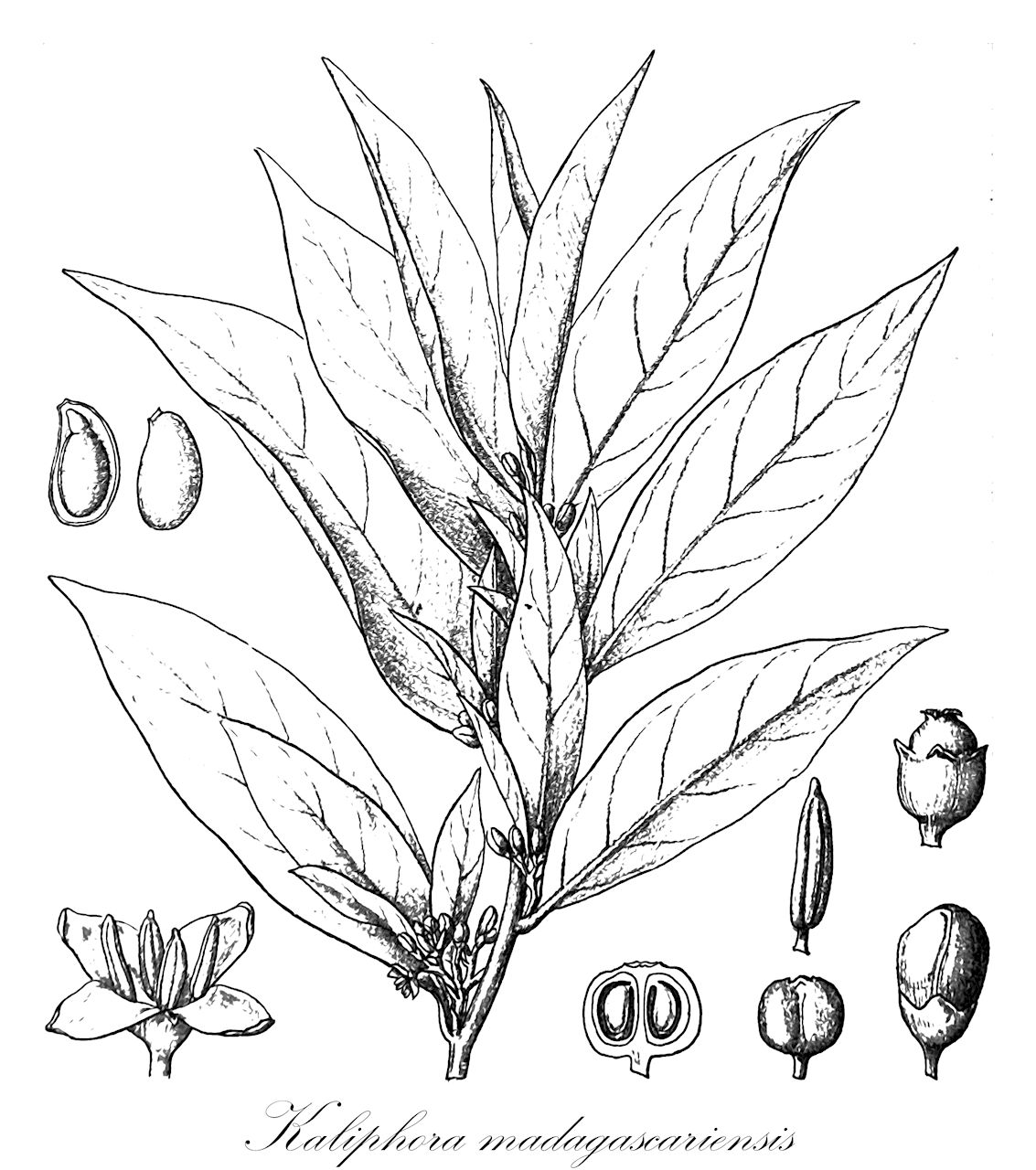 Kaliphora madagascariensis - Montiniaceae,Plantae,Pteridobiotina,Angiosperms,Solanales,Montiniaceae,Kaliphora,Kaliphora madagascariensis