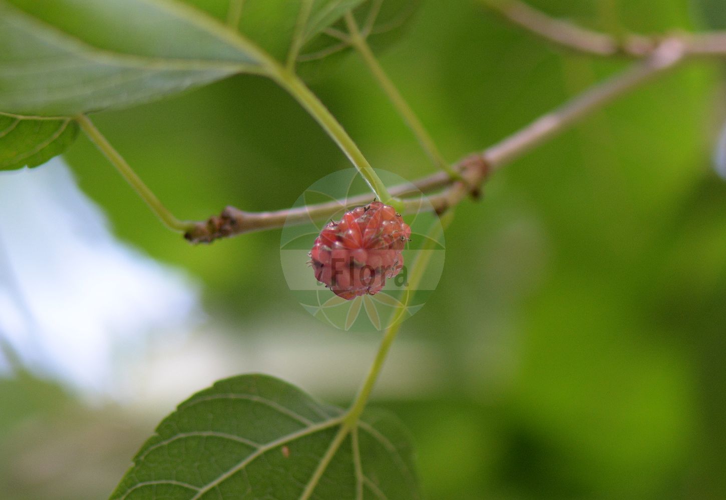 Morus alba - Moraceae,Plantae,Pteridobiotina,Angiosperms,Rosales,Moraceae,Morus,Morus alba,Morus alba f. alba, Morus alba f. skeletoniana, Morus alba var. alba, Morus alba var. atropurpurea, Morus alba var. bungeana, Morus alba var. emarginata, Morus alba var. latifolia, Morus alba var. multicaulis, Morus alba var. skeletoniana, Morus alba var. tatarica, Morus atropurpurea, Morus chinensis, Morus constantinopolitana, Morus cucullata, Morus dulcis, Morus guzziola, Morus heterophylla, Morus intermedia, Morus kaki, Morus levasseurei, Morus lhou, Morus lucida, Morus mariettii, Morus multicaulis, Morus nana, Morus nigriformis, Morus patavia, Morus patavina, Morus pumila, Morus romana, Morus tokwa, Morus venosa,Weißer Maulbeerbaum;Weiße Maulbeere;white mulberry;russian mulberry;silkworm mulberry;m& ucirc;rier blanc;moral blanco;Mûrier blanc;mûrier commun;mûrier de Chine;morera;ramón de vaca;moral blanco;morera blanca;morera de seda;Moro bianco;Gelso comune;gelso bianco;zeegroene naaldaar;witte moerbei;amoreira-branca;moreira-branca;шелковица плакучая;beyaz dut;man;morera blanca;bijeli dud;vitt mullbär;hvid morbær;morwa biała;bela murva;fehér eperfa;morušovník bílý;dud alb;moruša biela;шовковиця біла;бяла черница;kvitmorbær;valkomulperi;бели дуд;tût;توت;μορέα λευκή;sāng;桑