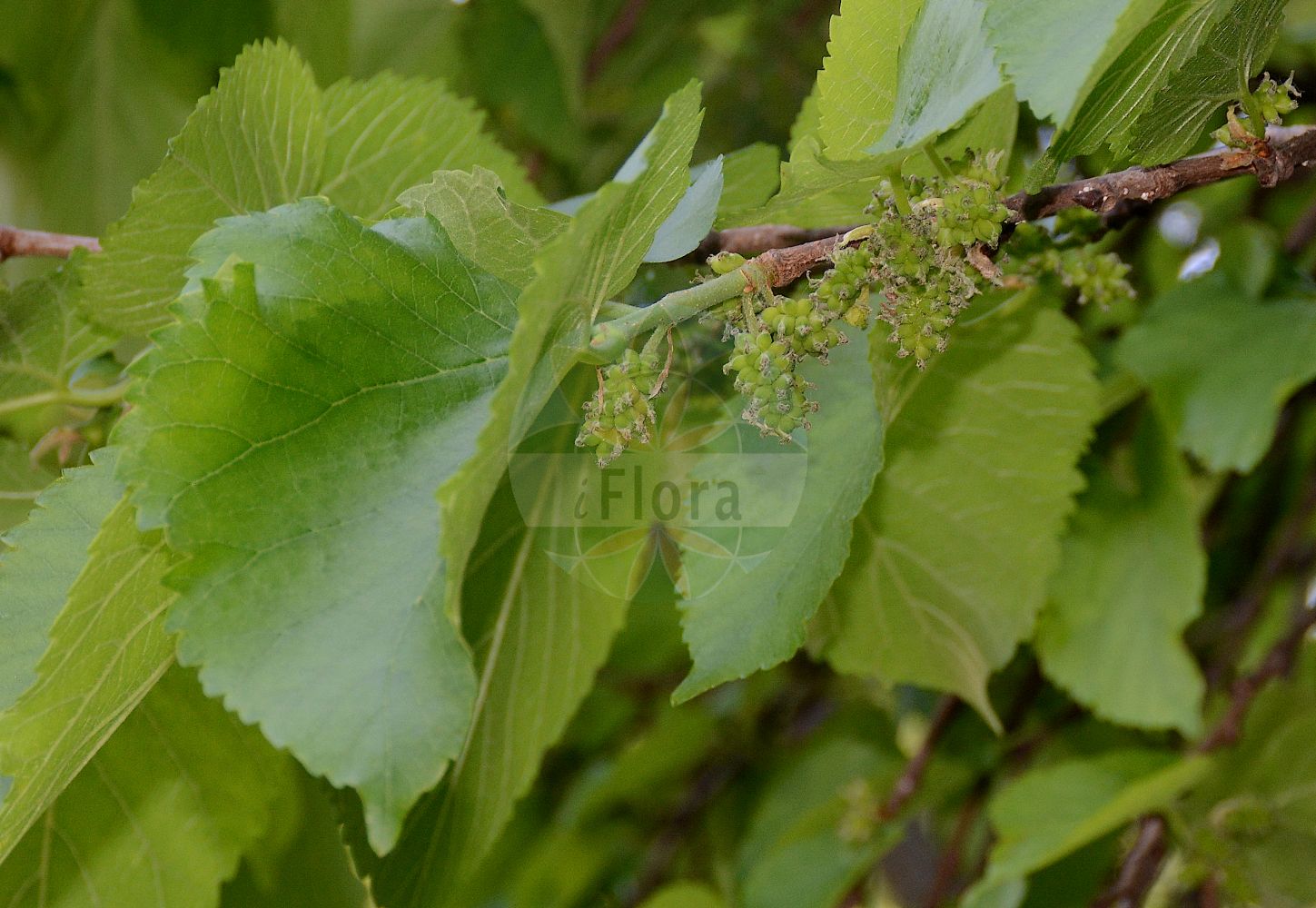 Morus nigra - Moraceae,Plantae,Pteridobiotina,Angiosperms,Rosales,Moraceae,Morus,Morus nigra,Morus cretica, Morus laciniata, Morus petiolaris, Morus siciliana,Schwarzer Maulbeerbaum;Schwarze Maulbeere;black mulberry;common mulberry;Mûrier noir;mûre;moral;moral negro;morera negra;Gelso nero;Moro nero;zeegroene muur;zwarte moerbei;amoras-da-horta;amoreira-negra;amoreira-preta;шелковица чёрная;kara dut;man;morera negra;crni dud;svart mullbär;sort morbær;morwa czarna;črna murva;fekete eperfa;morušovník černý;dud negru;moruša čierna;шовковиця чорна;черна черница;svartmorbær;mustamulperi;μορέα μέλαινα;hēi sāng;黑桑
