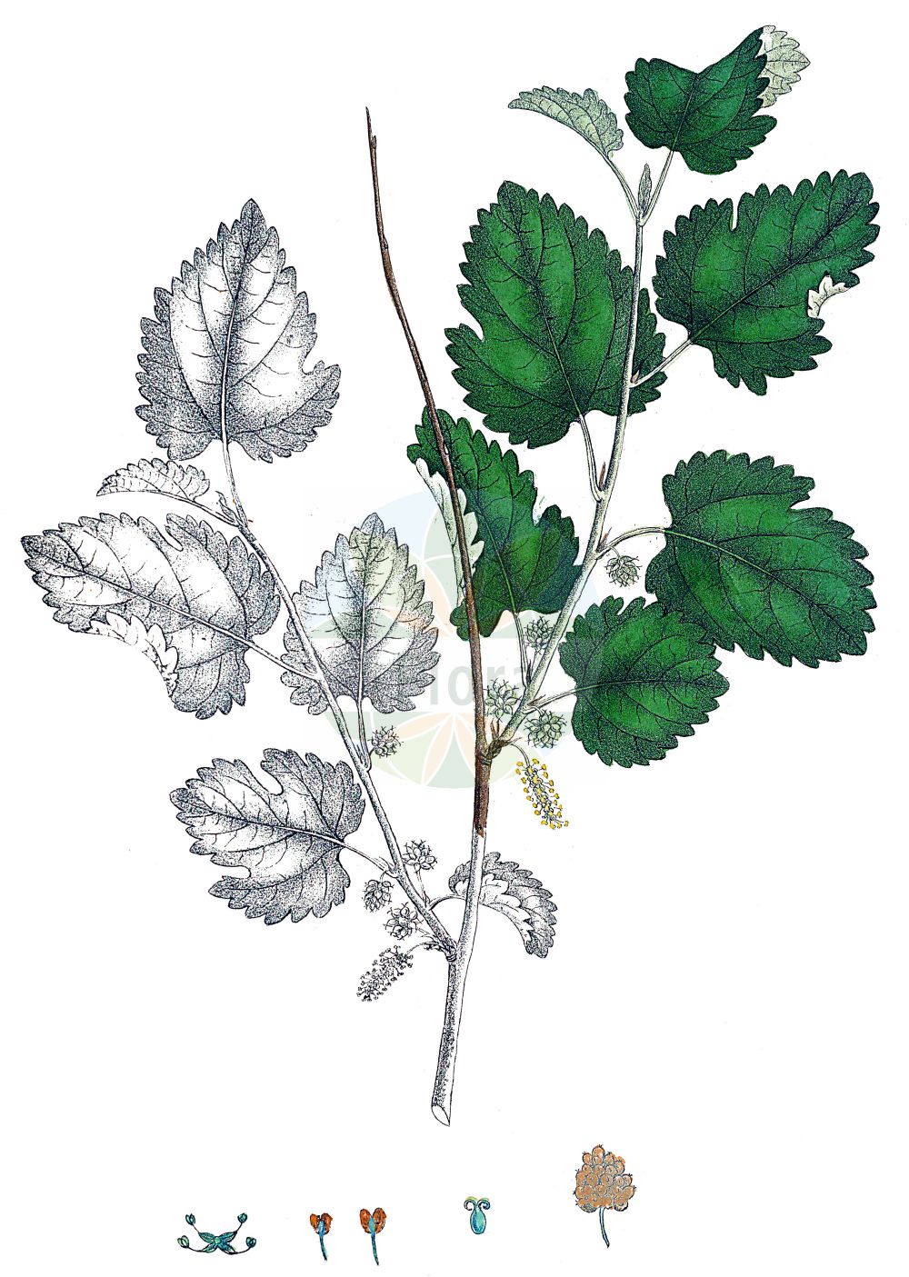 Morus alba - Moraceae,Plantae,Pteridobiotina,Angiosperms,Rosales,Moraceae,Morus,Morus alba,Morus alba f. alba, Morus alba f. skeletoniana, Morus alba var. alba, Morus alba var. atropurpurea, Morus alba var. bungeana, Morus alba var. emarginata, Morus alba var. latifolia, Morus alba var. multicaulis, Morus alba var. skeletoniana, Morus alba var. tatarica, Morus atropurpurea, Morus chinensis, Morus constantinopolitana, Morus cucullata, Morus dulcis, Morus guzziola, Morus heterophylla, Morus intermedia, Morus kaki, Morus levasseurei, Morus lhou, Morus lucida, Morus mariettii, Morus multicaulis, Morus nana, Morus nigriformis, Morus patavia, Morus patavina, Morus pumila, Morus romana, Morus tokwa, Morus venosa,Weißer Maulbeerbaum;Weiße Maulbeere;white mulberry;russian mulberry;silkworm mulberry;m& ucirc;rier blanc;moral blanco;Mûrier blanc;mûrier commun;mûrier de Chine;morera;ramón de vaca;moral blanco;morera blanca;morera de seda;Moro bianco;Gelso comune;gelso bianco;zeegroene naaldaar;witte moerbei;amoreira-branca;moreira-branca;шелковица плакучая;beyaz dut;man;morera blanca;bijeli dud;vitt mullbär;hvid morbær;morwa biała;bela murva;fehér eperfa;morušovník bílý;dud alb;moruša biela;шовковиця біла;бяла черница;kvitmorbær;valkomulperi;бели дуд;tût;توت;μορέα λευκή;sāng;桑