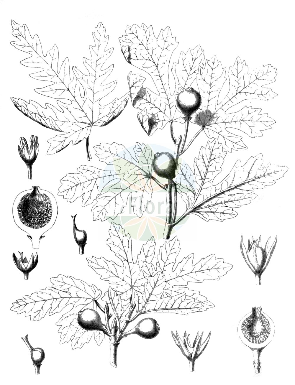 Ficus carica - Moraceae,Plantae,Pteridobiotina,Angiosperms,Rosales,Moraceae,Ficus,Ficus carica,Caprificus insectifera, Caprificus leucocarpa, Caprificus oblongata, Caprificus pedunculata, Caprificus rugosa, Caprificus sphaerocarpa, Ficus albescens, Ficus burdigalensis, Ficus caprificus, Ficus carica var. caprificus, Ficus carica var. domestica, Ficus carica var. riparium, Ficus colchica, Ficus colombra, Ficus communis, Ficus deliciosa, Ficus dottata, Ficus globosa, Ficus hypoleuca, Ficus hyrcana, Ficus kopetdagensis, Ficus latifolia, Ficus leucocarpa, Ficus macrocarpa, Ficus neapolitana, Ficus pachycarpa, Ficus pedunculata, Ficus polymorpha, Ficus praecox, Ficus regina, Ficus rugosa, Ficus silvestris,Feigenbaum;Echte Feige;Feige;fig;common fig;Figuier;figuier commun;arbre à carriques;caprifiguier;figuier de Carie;higuera comun;higuera común;cabrahigo;higuera;Fico;fico comune;zee-haagwinde;gewoone vijgeboom;gewone vijgeboom;vijgenboom;figueira-comum;bebereira;figueira;figueira-brava;винная ягода;инжир;смоковница;фиговое дерево;incir;fik;cabrafiguera;figuera;maloazijska smokva;obična smokva;smokvenica;zeegroene zegge;vanlig fikonträd;fikon;figen;figowiec właściwy;ichizhiku;イチジク;navadni smokvovec;füge;közönséges füge;fíkovník smokvoň;smokvoň obecná;smochin;figovník obyčajný;fikovník;jedlá figa;інжир;смокиня;fiken;aitoviikuna;смоква;fikus hatte'enah;פִיקוּס הַתְּאֵנָה;kerma;kermous;συκή καρική;συκή κοινή;συκιά;wú huā guǒ;无花果