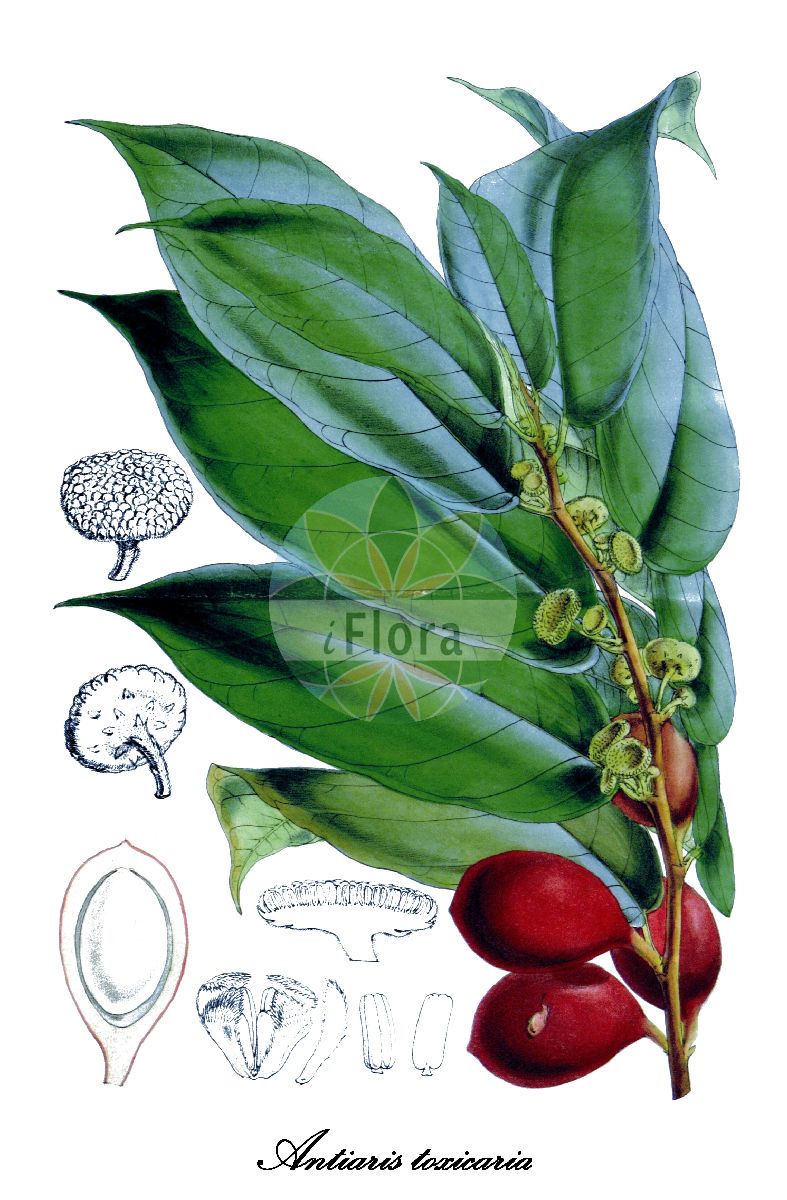 Antiaris toxicaria - Moraceae,Plantae,Pteridobiotina,Angiosperms,Rosales,Moraceae,Antiaris,Antiaris toxicaria,Antiaris dubia, Antiaris innoxia, Antiaris rufa, Antiaris saccidora, Antiaris toxicaria subsp. toxicaria, Antiaris zeylanica, Cestrum toxicarium, Ipo rufa, Ipo saccidora, Ipo toxicaria, Lepurandra saccidora,Upasbaum