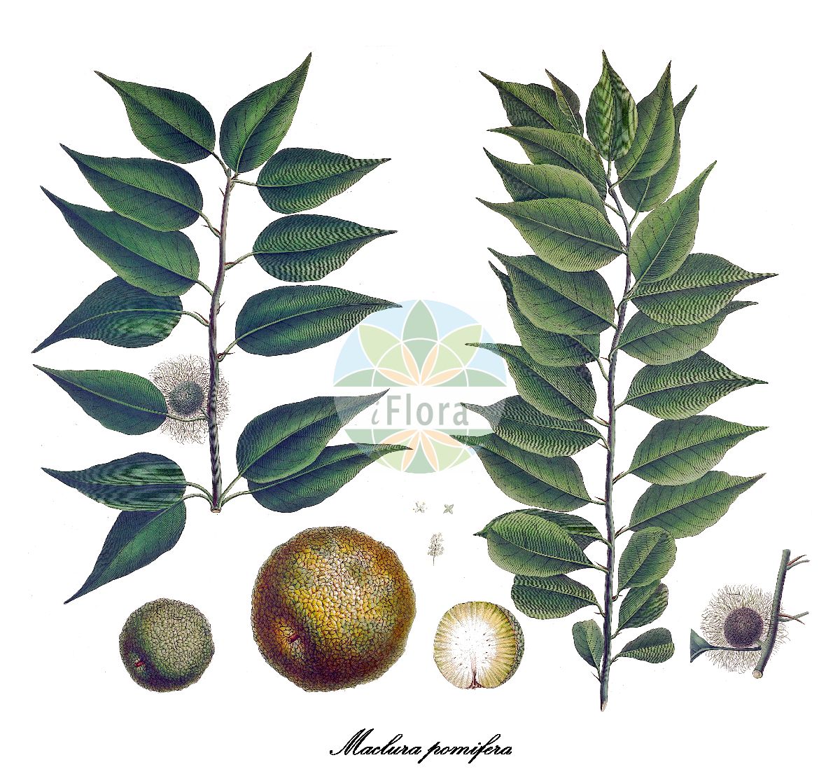 Maclura pomifera - Moraceae,Plantae,Pteridobiotina,Angiosperms,Rosales,Moraceae,Maclura,Maclura pomifera,Ioxylon pomiferum, Joxylon pomiferum, Maclura aurantiaca, Maclura aurantiaca var. inermis, Maclura pomifera var. inermis, Myroxylon abruptifolium, Toxylon aurantiacum, Toxylon maclura, Toxylon pomiferum, Toxylon pomiferum,Milchorange;osage-orange;hedge-apple;bois d'arc;oranger des Osages;bois d'arc;maclure orangée;mûrier des Osages;maclure argentée;naranjello;maclura;madera de arco;naranja de Osage;maclura;moro degli osagi;maclura pomifera;osagedoorn;laranjeira-de-osage;maclura;pau-d'arco;маклюра оранжевая;маклюра яблоконосная;yalancı portakal ağacı;maklurë;maclura;maklura;citrusmullbär;orangemorbær;żółtnica pomarańczowa;narancseper;maklura jablkovitá;maklura oranžová;maklura oranžová;maklúra pomarančová;маклюра яблуконосна;маклура