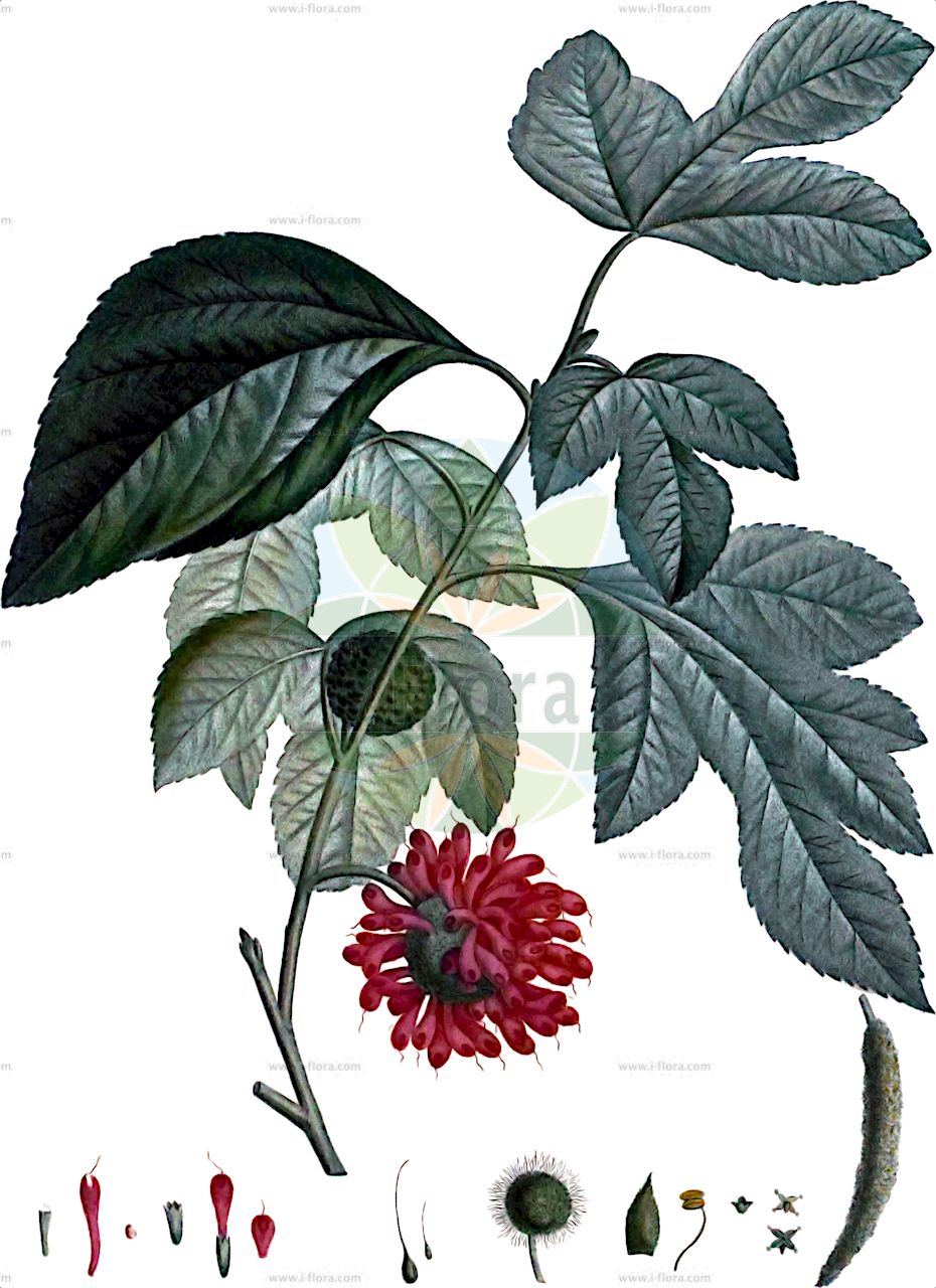 Broussonetia papyrifera - Moraceae,Plantae,Pteridobiotina,Angiosperms,Rosales,Moraceae,Broussonetia,Broussonetia papyrifera,Broussonetia billiardii, Broussonetia cordata, Broussonetia cordata, Broussonetia cucullata, Broussonetia dissecta, Broussonetia elegans, Broussonetia kasii, Broussonetia kazi, Broussonetia maculata, Broussonetia nana, Broussonetia navicularis, Broussonetia navicularis, Broussonetia navifolia, Broussonetia papyrifera var. integrifolia, Broussonetia spathulata, Broussonetia tricolor, Morus papyrifera, Papyrius papyrifera, Smithiodendron artocarpoideum, Stenochasma ancolanum, Streblus cordatus, Trophis cordata,Papier-Maulbeerbaum;Papiermaulbeerbaum;paper-mulberry;Mûrier de Chine;mûrier à papier;arbre à papier;broussonétia à papier;mûrier d'Espagne;morera del papel;morera del Japon;morera del Japón;moral de China;moral del papel;morera del China;gelso papirifero del Giappone;moro della China;moro da carta;moro della Cina;gelso da carta;amoreira-do-papel;бруссонетия бумажная;бумажное дерево;шелковица бумажная;kozo;brusonetje;morera de paper;dudovac;smokovača;pappersmullbär;papirmorbær;brusonecja chińska;kaji-no-ki;カジノキ;kínai papíreperfa;papírovník čínský;papierovník čínsky;брусонетія папероносна;книжна брусонеция;gòushù;构树