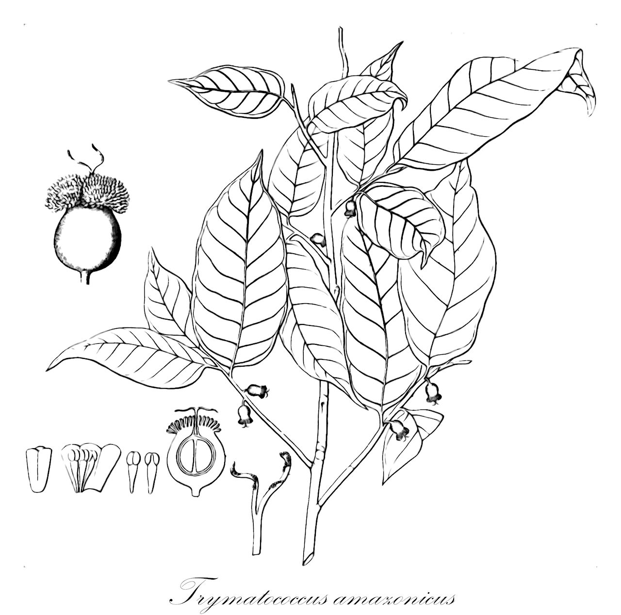 Trymatococcus amazonicus - Moraceae,Plantae,Pteridobiotina,Angiosperms,Rosales,Moraceae,Trymatococcus,Trymatococcus amazonicus,Lanessania turbinata, Trymatococcus paraensis, Trymatococcus turbinatus