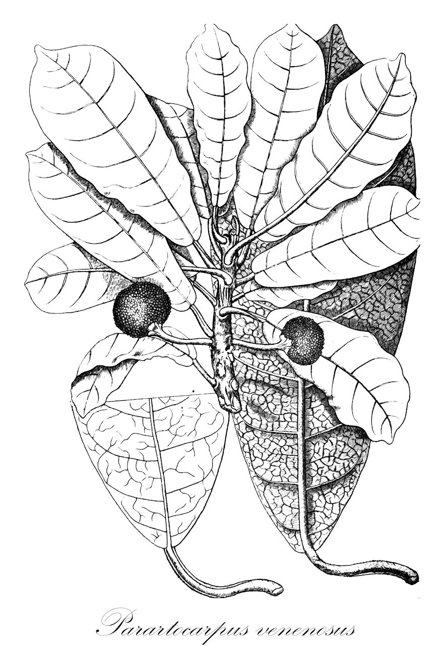 Parartocarpus venenosus - Moraceae,Plantae,Pteridobiotina,Angiosperms,Rosales,Moraceae,Parartocarpus,Parartocarpus venenosus,Artocarpus forbesii, Artocarpus involucratus, Artocarpus riedelii, Artocarpus tylophyllus, Artocarpus venenosus, Artocarpus venosa, Artocarpus woodii, Gymnartocarpus triandra, Gymnartocarpus venenosa, Gymnartocarpus woodii, Parartocarpus beccariana, Parartocarpus borneensis, Parartocarpus excelsa, Parartocarpus involucrata, Parartocarpus microcarpus, Parartocarpus papuana, Parartocarpus triandrus, Parartocarpus woodii, Saccus forbesii, Saccus tylophyllus