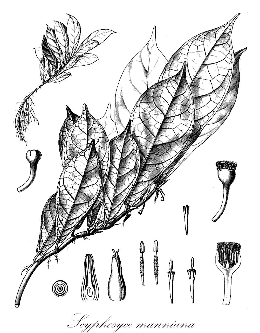 Scyphosyce manniana - Moraceae,Plantae,Pteridobiotina,Angiosperms,Rosales,Moraceae,Scyphosyce,Scyphosyce manniana,Cyathanthus zenkeri, Scyphosyce zenkeri