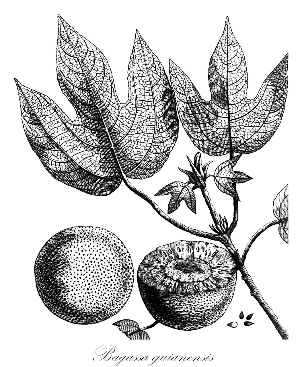 Bagassa guianensis - Moraceae,Plantae,Pteridobiotina,Angiosperms,Rosales,Moraceae,Bagassa,Bagassa guianensis,Bagassa sagotiana, Bagassa tiliifolia, Laurea tiliifolia, Piper tiliifolium