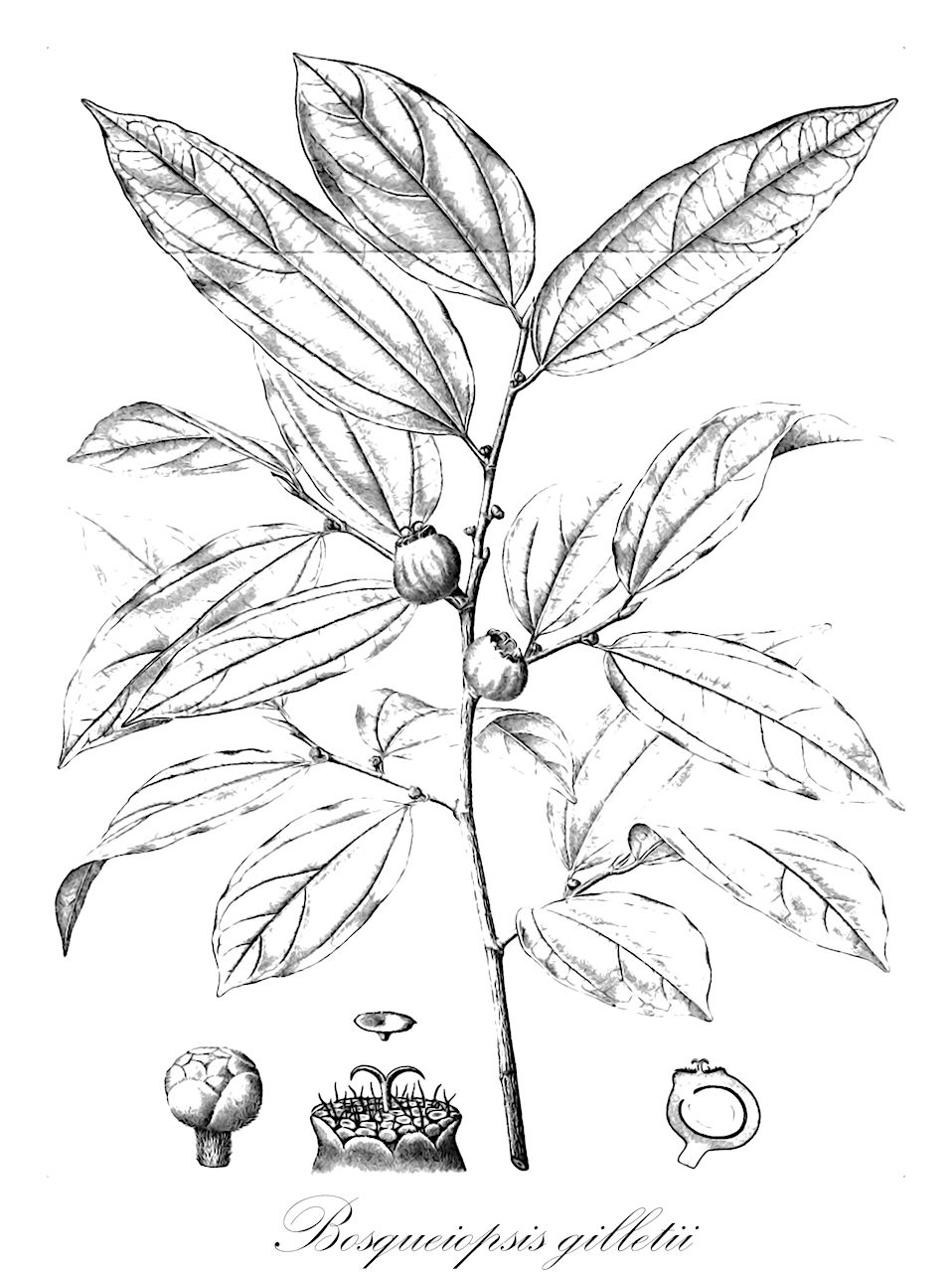 Bosqueiopsis gilletii - Moraceae,Plantae,Pteridobiotina,Angiosperms,Rosales,Moraceae,Bosqueiopsis,Bosqueiopsis gilletii,Bosqueiopsis carvalhoana, Bosqueiopsis lujae, Bosqueiopsis parvifolia, Trymatococcus parvifolius