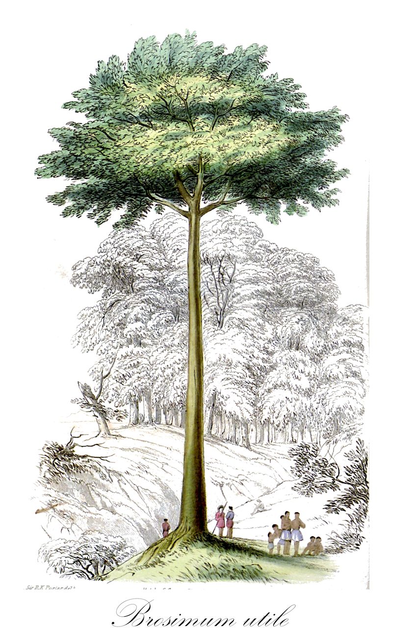Brosimum utile - Moraceae,Plantae,Pteridobiotina,Angiosperms,Rosales,Moraceae,Brosimum,Brosimum utile,Alicastrum utile, Brosimum galactodendron, Brosimum humboldtii, Brosimum refractum, Brosimum utile subsp. utile, Galactodendrum utile, Piratinera utilis