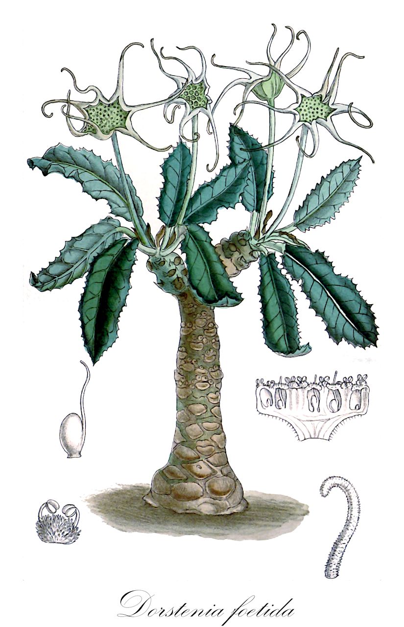 Dorstenia foetida - Moraceae,Plantae,Pteridobiotina,Angiosperms,Rosales,Moraceae,Dorstenia,Dorstenia foetida,Cosaria forskaolii, Dorstenia arabica, Dorstenia crispa, Dorstenia crispa var. lancifolia, Dorstenia crispa var. pachypoda, Dorstenia foetida var. obovata, Dorstenia obovata, Dorstenia obovata, Dorstenia phillipsiae, Dorstenia radiata, Kosaria foetida, Kosaria obovata