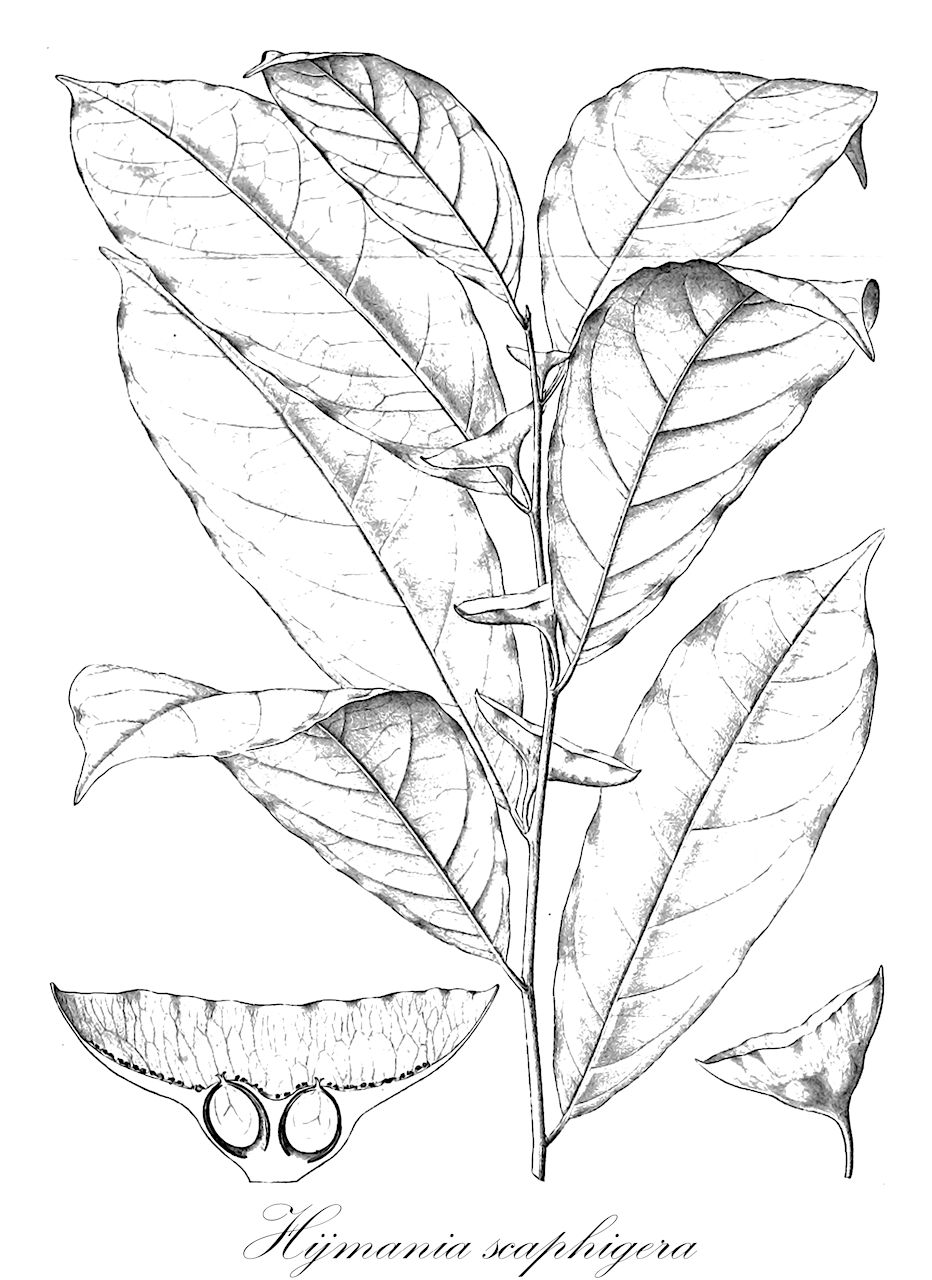 Hijmania scaphigera - Moraceae,Plantae,Pteridobiotina,Angiosperms,Rosales,Moraceae,Hijmania,Hijmania scaphigera,Dorstenia scaphigera