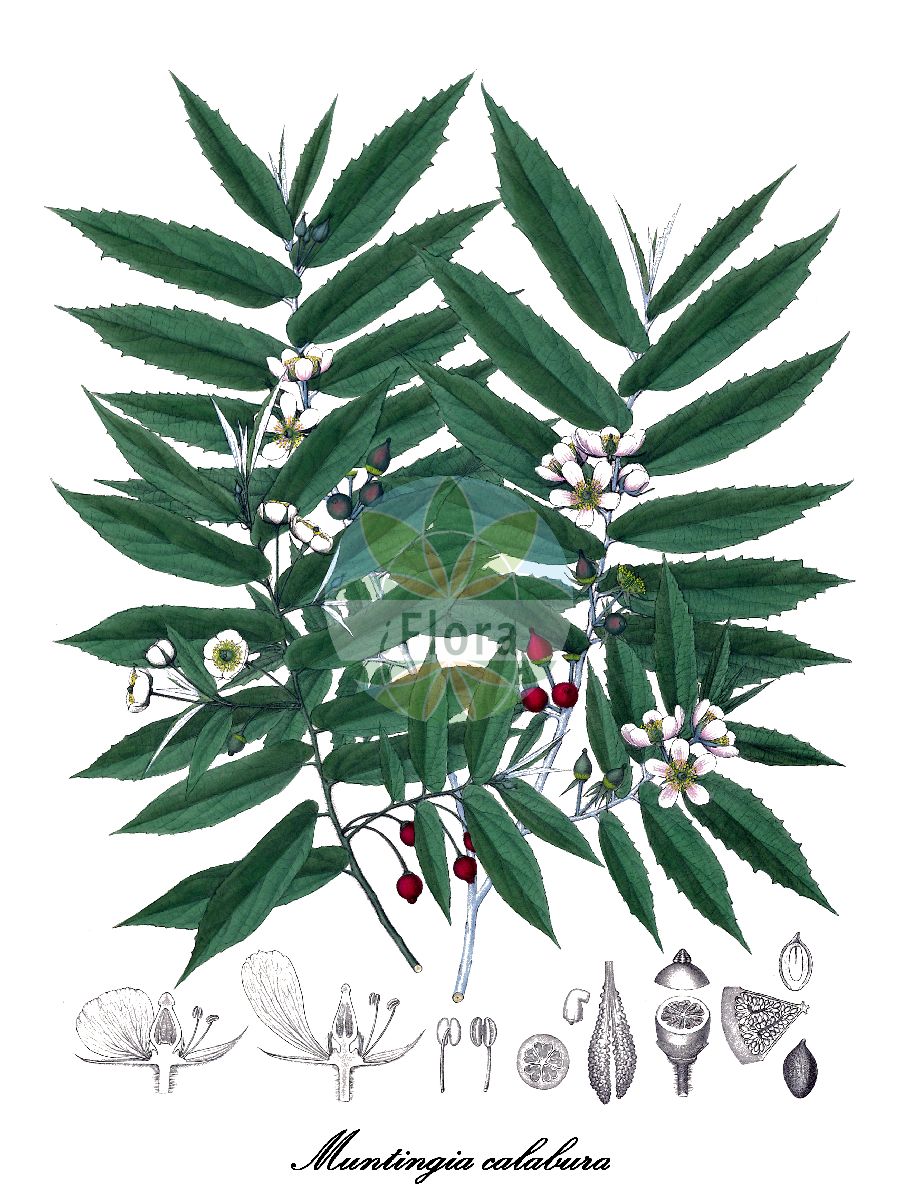 Muntingia calabura - Muntingiaceae,Plantae,Pteridobiotina,Angiosperms,Malvales,Muntingiaceae,Muntingia,Muntingia calabura,Muntingia calabura var. trinitensis, Muntingia glabra, Muntingia rosea,calabura;jamaica cherry