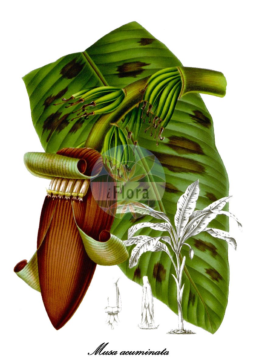 Musa acuminata - Musaceae,Plantae,Pteridobiotina,Angiosperms,Zingiberales,Musaceae,Musa,Musa acuminata,Musa simiarum,bananier nain;bananeira;banana-anã;banana-chorona;banana-da-china;banana-d'água;banana-nanica;банан заострённый;muz
