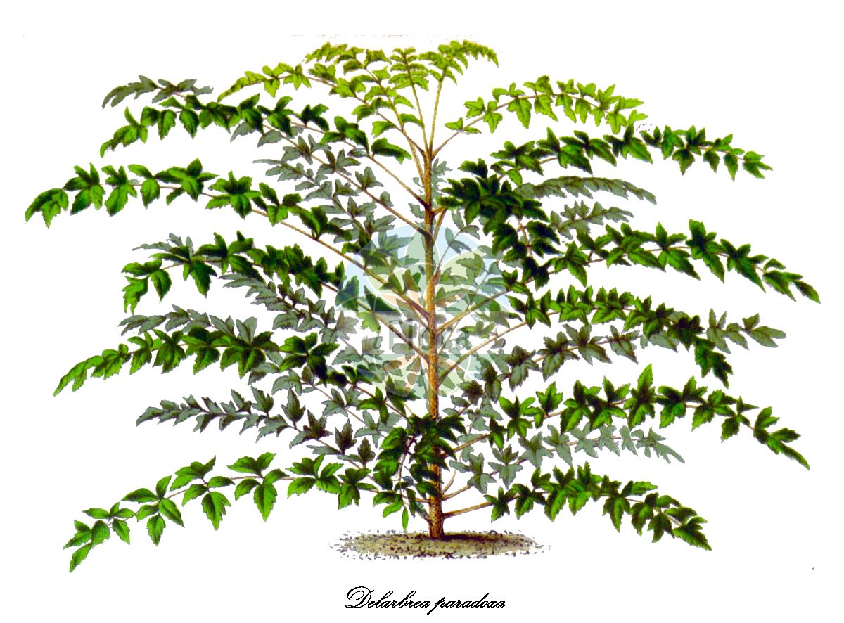 Delarbrea paradoxa - Myodocarpaceae,Plantae,Pteridobiotina,Angiosperms,Apiales,Myodocarpaceae,Delarbrea,Delarbrea paradoxa,Aralia concinna, Cupania juglandifolia