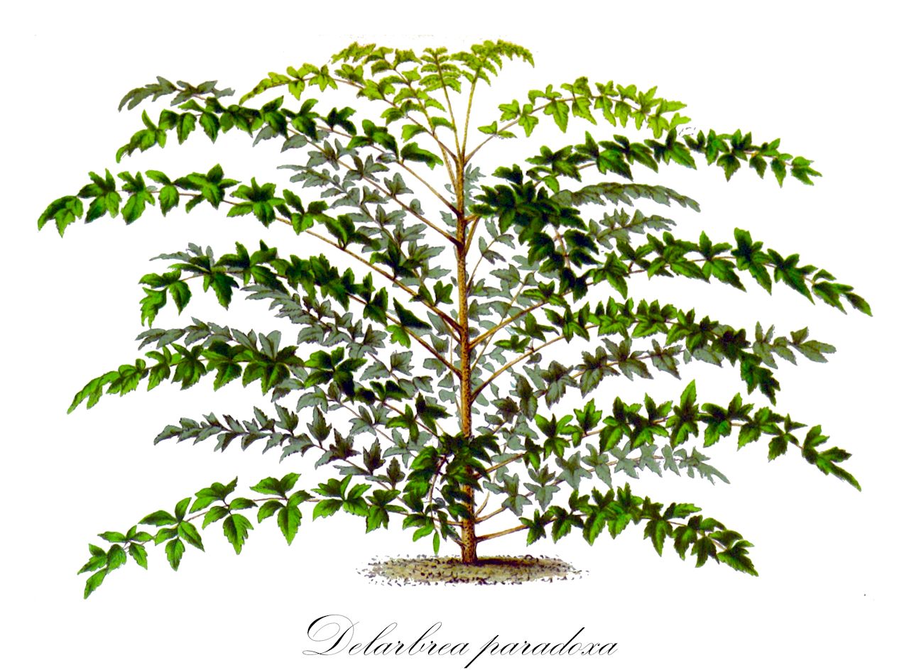 Delarbrea paradoxa - Myodocarpaceae,Plantae,Pteridobiotina,Angiosperms,Apiales,Myodocarpaceae,Delarbrea,Delarbrea paradoxa,Aralia concinna, Cupania juglandifolia