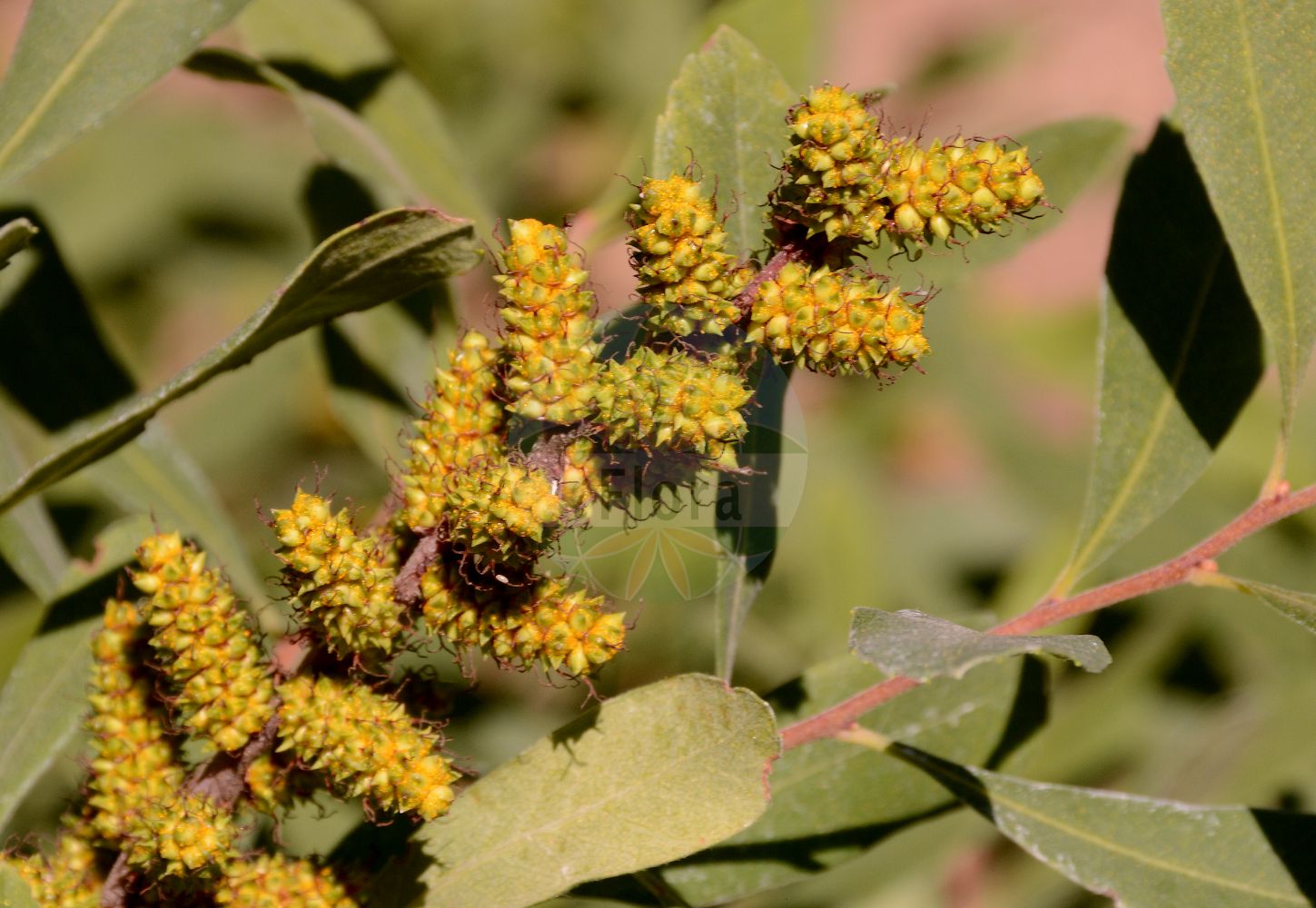 Myrica gale - Myricaceae,Plantae,Pteridobiotina,Angiosperms,Fagales,Myricaceae,Myrica,Myrica gale,Gale belgica, Gale commune, Gale japonica, Gale palustris, Gale palustris var. crenata, Gale palustris var. denticulata, Gale palustris var. lusitanica, Gale palustris var. subglabra, Gale palustris var. tomentosa, Gale portugalensis, Gale uliginosa, Myrica algarbiensis, Myrica brabantica, Myrica gale f. pubescens, Myrica gale subsp. tomentosa, Myrica gale var. gale, Myrica gale var. portugalensis, Myrica gale var. subarctica, Myrica gale var. subglabra, Myrica gale var. tomentosa, Myrica palustris, Myrica palustris var. subglabra, Myrica rothmaleriana, Myrica tomentosa, Myrica uhanovii, Myrtus brabantica,Moor-Gagel;Gagelstrauch;bog-myrtle;sweet gale;meadow-fern;myrique baumier;bois-sent-bon;bog gale;dutch myrtle;moor myrtle;waxberry;gale odorant;myrte bâtard;myrte de Brabant;bois sent-bon;galé odorant;lorette;myrica galé;myrte des marais;piment aquatique;piment royal;poivre du Brabant;romarin du Nord;mirto de Brabante;arrayán de Brabante;mirto bastardo;mirto di Brabante;mortarella brabantica;gagel;wilde gagel;alecrim-do-norte;samouco-de-brabante;восковник обыкновенный;восковник болотный;восковница болотная;восковница обыкновенная;pors;mose-pors;pors;woskownica europejska;ヤチヤナギ;yachiyanagi;harilik porss;balzamkārkls;parastā purvmirte;pors;suomyrtti;pajūrinis sotvaras