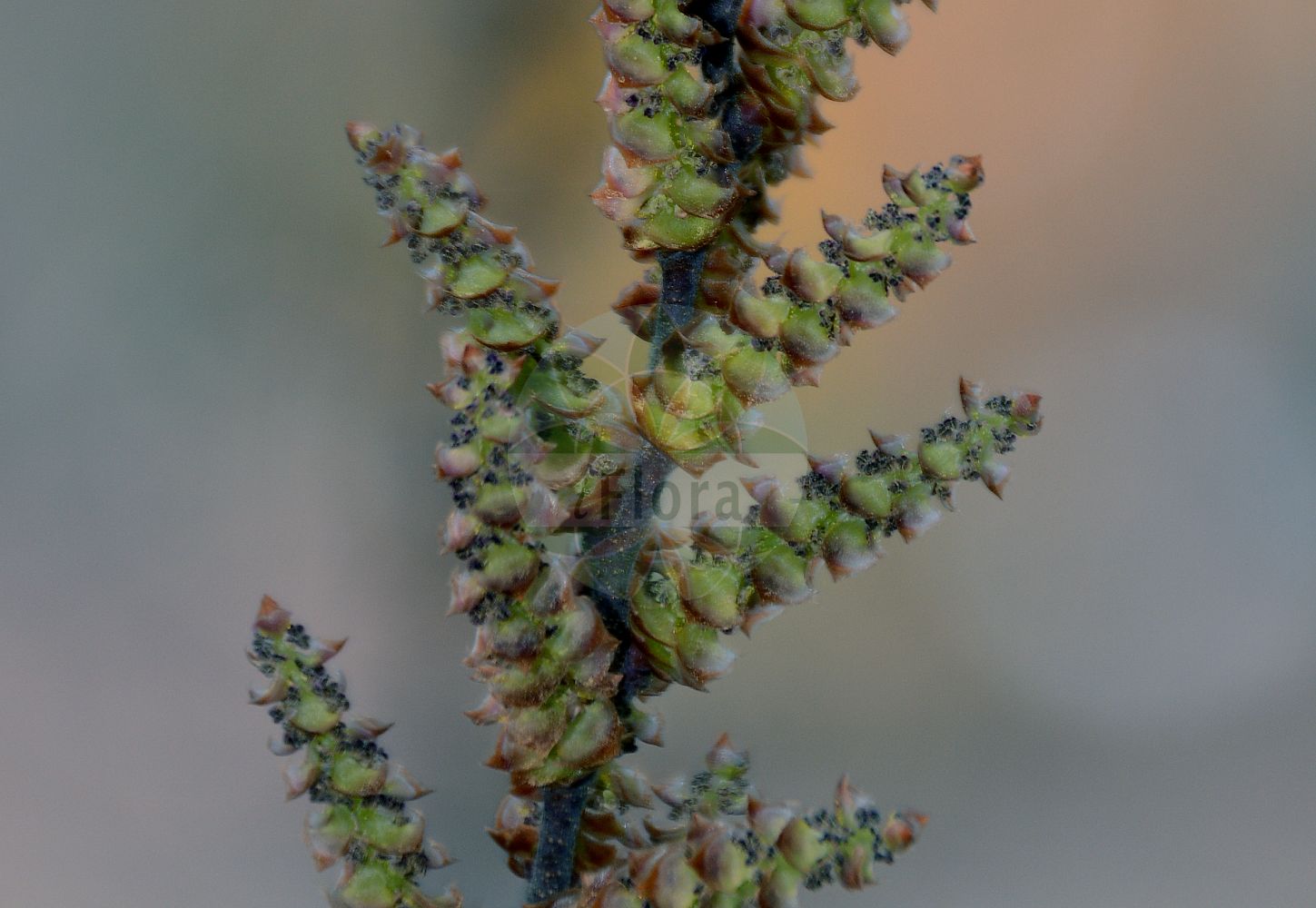 Myrica gale - Myricaceae,Plantae,Pteridobiotina,Angiosperms,Fagales,Myricaceae,Myrica,Myrica gale,Gale belgica, Gale commune, Gale japonica, Gale palustris, Gale palustris var. crenata, Gale palustris var. denticulata, Gale palustris var. lusitanica, Gale palustris var. subglabra, Gale palustris var. tomentosa, Gale portugalensis, Gale uliginosa, Myrica algarbiensis, Myrica brabantica, Myrica gale f. pubescens, Myrica gale subsp. tomentosa, Myrica gale var. gale, Myrica gale var. portugalensis, Myrica gale var. subarctica, Myrica gale var. subglabra, Myrica gale var. tomentosa, Myrica palustris, Myrica palustris var. subglabra, Myrica rothmaleriana, Myrica tomentosa, Myrica uhanovii, Myrtus brabantica,Moor-Gagel;Gagelstrauch;bog-myrtle;sweet gale;meadow-fern;myrique baumier;bois-sent-bon;bog gale;dutch myrtle;moor myrtle;waxberry;gale odorant;myrte bâtard;myrte de Brabant;bois sent-bon;galé odorant;lorette;myrica galé;myrte des marais;piment aquatique;piment royal;poivre du Brabant;romarin du Nord;mirto de Brabante;arrayán de Brabante;mirto bastardo;mirto di Brabante;mortarella brabantica;gagel;wilde gagel;alecrim-do-norte;samouco-de-brabante;восковник обыкновенный;восковник болотный;восковница болотная;восковница обыкновенная;pors;mose-pors;pors;woskownica europejska;ヤチヤナギ;yachiyanagi;harilik porss;balzamkārkls;parastā purvmirte;pors;suomyrtti;pajūrinis sotvaras