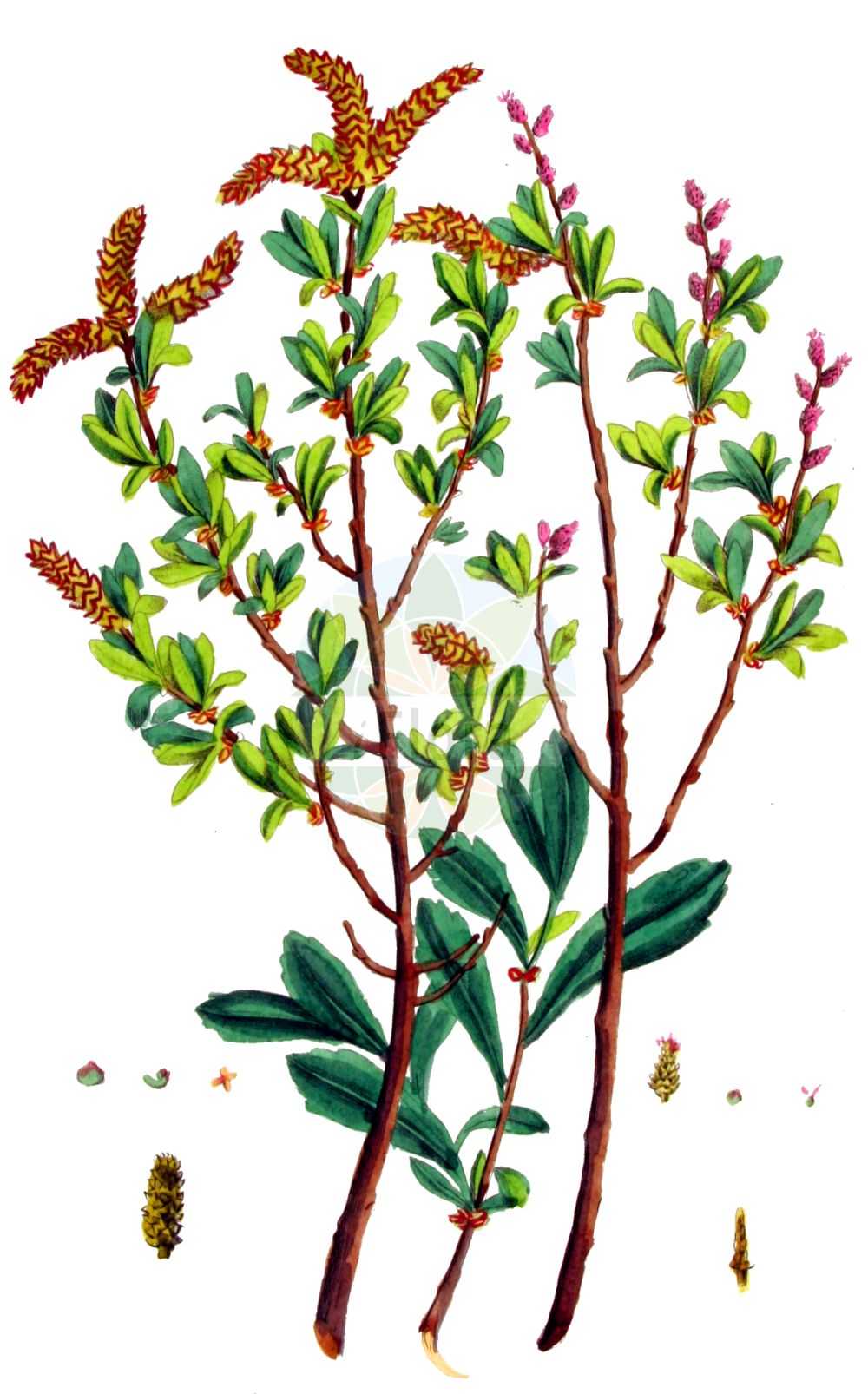 Myrica gale - Myricaceae,Plantae,Pteridobiotina,Angiosperms,Fagales,Myricaceae,Myrica,Myrica gale,Gale belgica, Gale commune, Gale japonica, Gale palustris, Gale palustris var. crenata, Gale palustris var. denticulata, Gale palustris var. lusitanica, Gale palustris var. subglabra, Gale palustris var. tomentosa, Gale portugalensis, Gale uliginosa, Myrica algarbiensis, Myrica brabantica, Myrica gale f. pubescens, Myrica gale subsp. tomentosa, Myrica gale var. gale, Myrica gale var. portugalensis, Myrica gale var. subarctica, Myrica gale var. subglabra, Myrica gale var. tomentosa, Myrica palustris, Myrica palustris var. subglabra, Myrica rothmaleriana, Myrica tomentosa, Myrica uhanovii, Myrtus brabantica,Moor-Gagel;Gagelstrauch;bog-myrtle;sweet gale;meadow-fern;myrique baumier;bois-sent-bon;bog gale;dutch myrtle;moor myrtle;waxberry;gale odorant;myrte bâtard;myrte de Brabant;bois sent-bon;galé odorant;lorette;myrica galé;myrte des marais;piment aquatique;piment royal;poivre du Brabant;romarin du Nord;mirto de Brabante;arrayán de Brabante;mirto bastardo;mirto di Brabante;mortarella brabantica;gagel;wilde gagel;alecrim-do-norte;samouco-de-brabante;восковник обыкновенный;восковник болотный;восковница болотная;восковница обыкновенная;pors;mose-pors;pors;woskownica europejska;ヤチヤナギ;yachiyanagi;harilik porss;balzamkārkls;parastā purvmirte;pors;suomyrtti;pajūrinis sotvaras